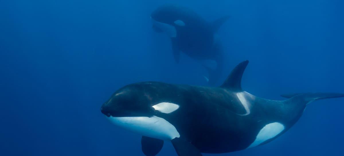 Una pareja de orcas. / by wildestanimal