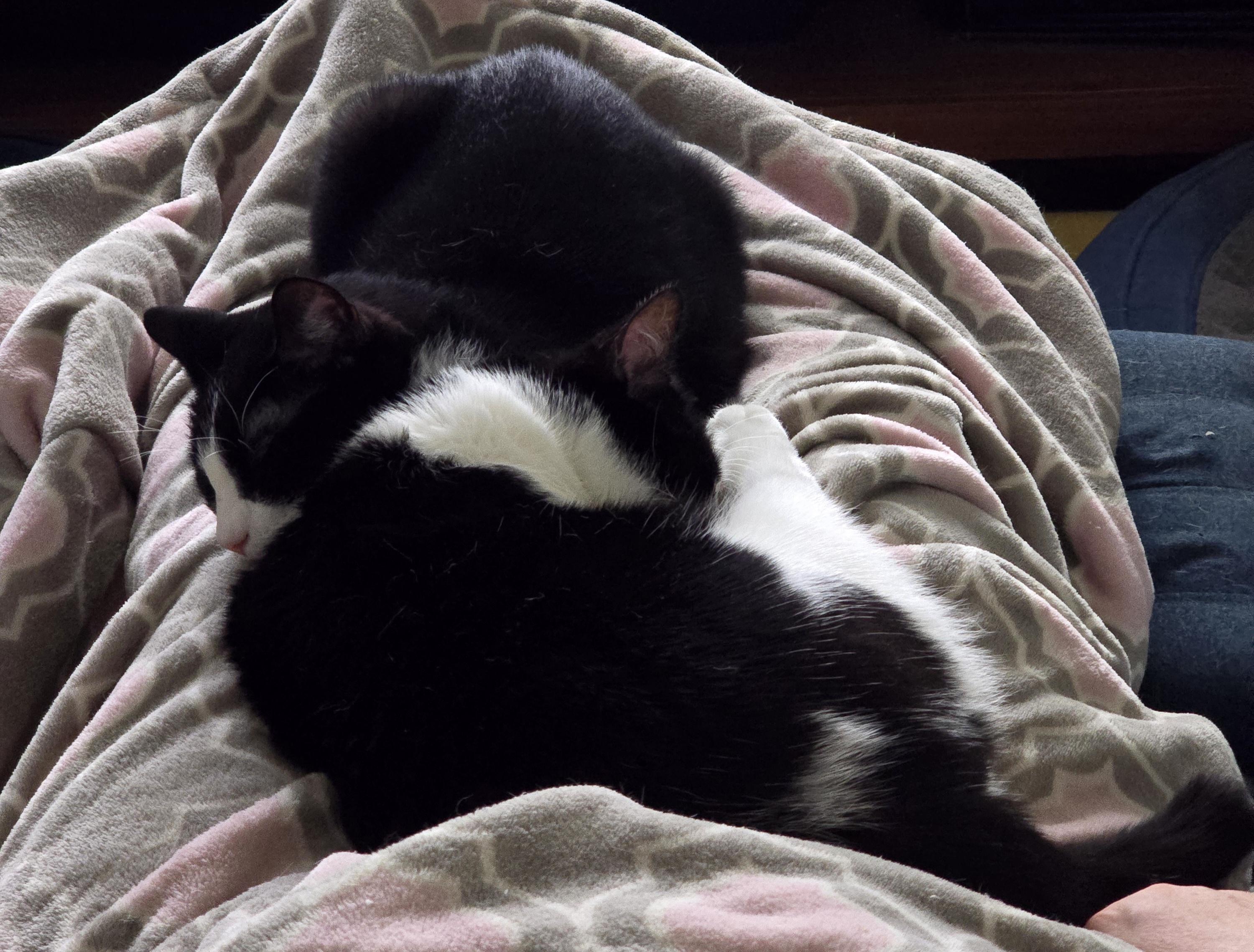 Two black and white tuxedo cats laying together on a blanket. Penguin is closer to the camera Oreo further away.