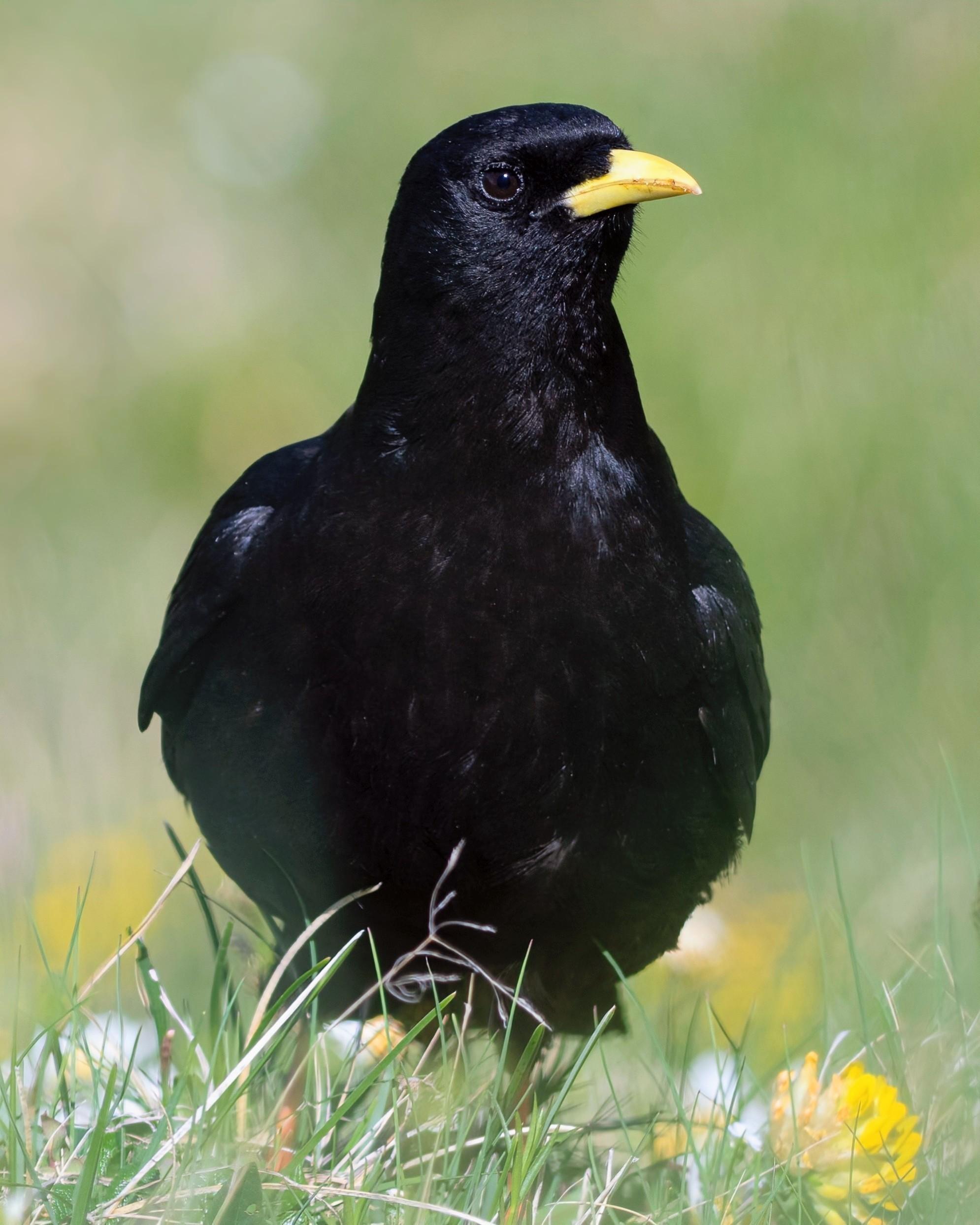 Image description: A high-resolution portrait of a medium-sized bird standing in a grassy meadow. The bird has sleek, jet-black plumage and a distinctive bright yellow beak. Its dark eye is visible as it looks slightly to the right of the frame. The background is a soft, out-of-focus blend of green grass and small yellow wildflowers, creating a bright and natural atmosphere.

Clue: Commonly found soaring around high-altitude ski resorts and rocky peaks, this bird is often mistaken for its cousin, but prefers to keep its "nose" sunny-side up.

Fun fact: This bird is a world-record holder for high-altitude living! It has been observed nesting at elevations over 6,500 meters (21,000 feet) on Mount Everest—higher than any other bird species in the world.

Source: Gemini 3 (Edited)

📷: Photo by susnpics via Pixabay 
https://pixabay.com/users/susnpics-10235783/