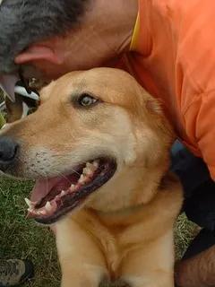 A golden retriever mix has his mouth open. A man in an orange shirt is crouched over him.