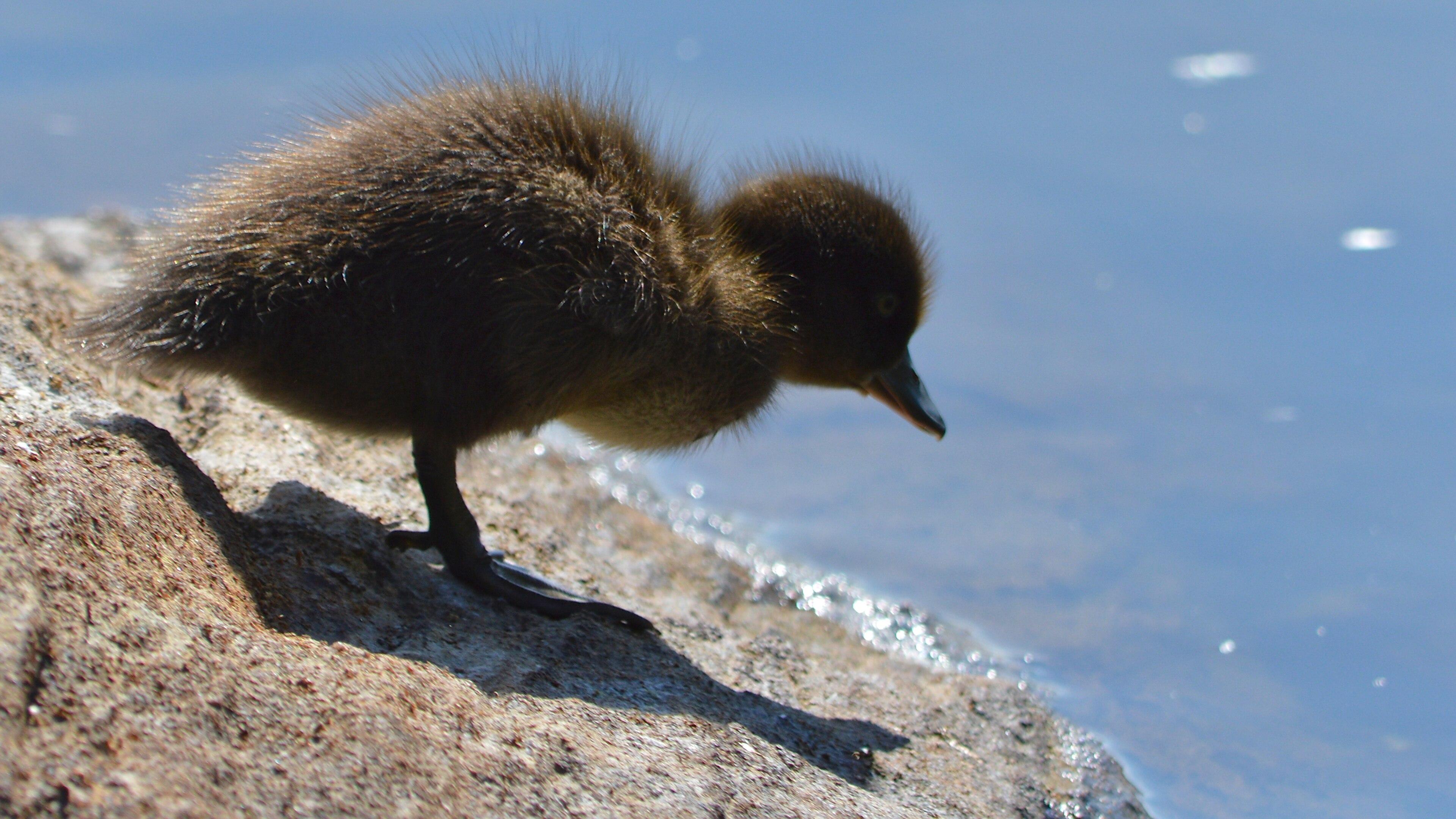 A photo of a baby tufted duck standing on a rock where it meets water, and looking at the water.