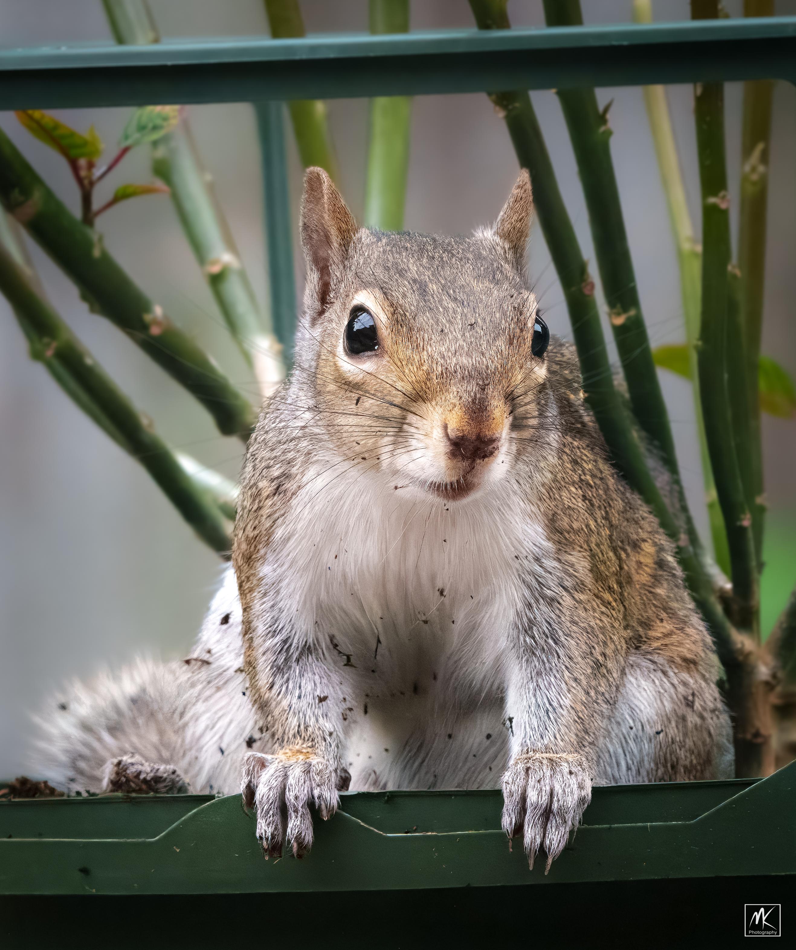 Color photo of a dirt-flecked eastern grey squirrel looking at the camera while sitting in a plastic flower pot with its front paws up on the edge.