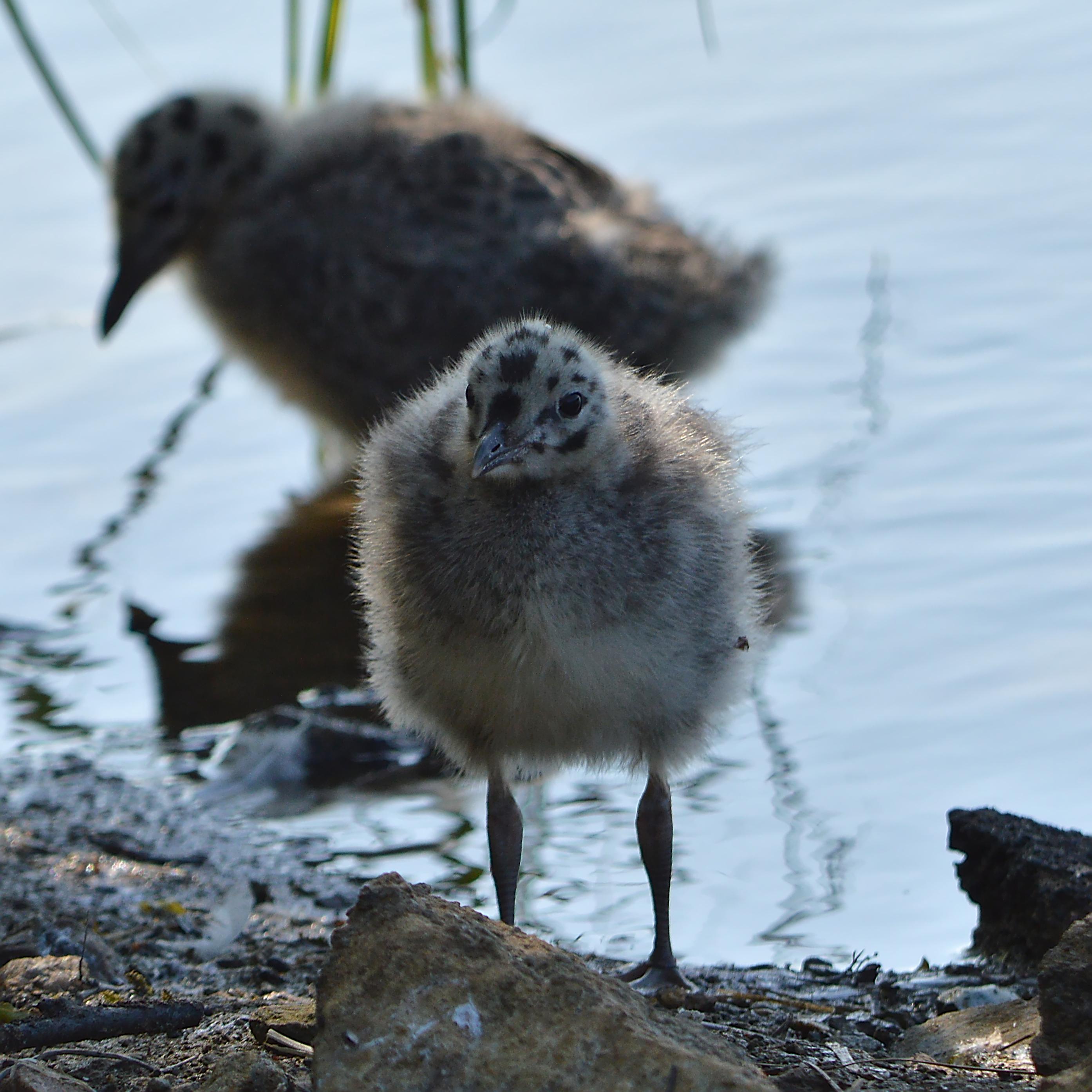 A photo of a baby common gull standing at the edge of a lake. There is another baby gull behind them standing in the water.