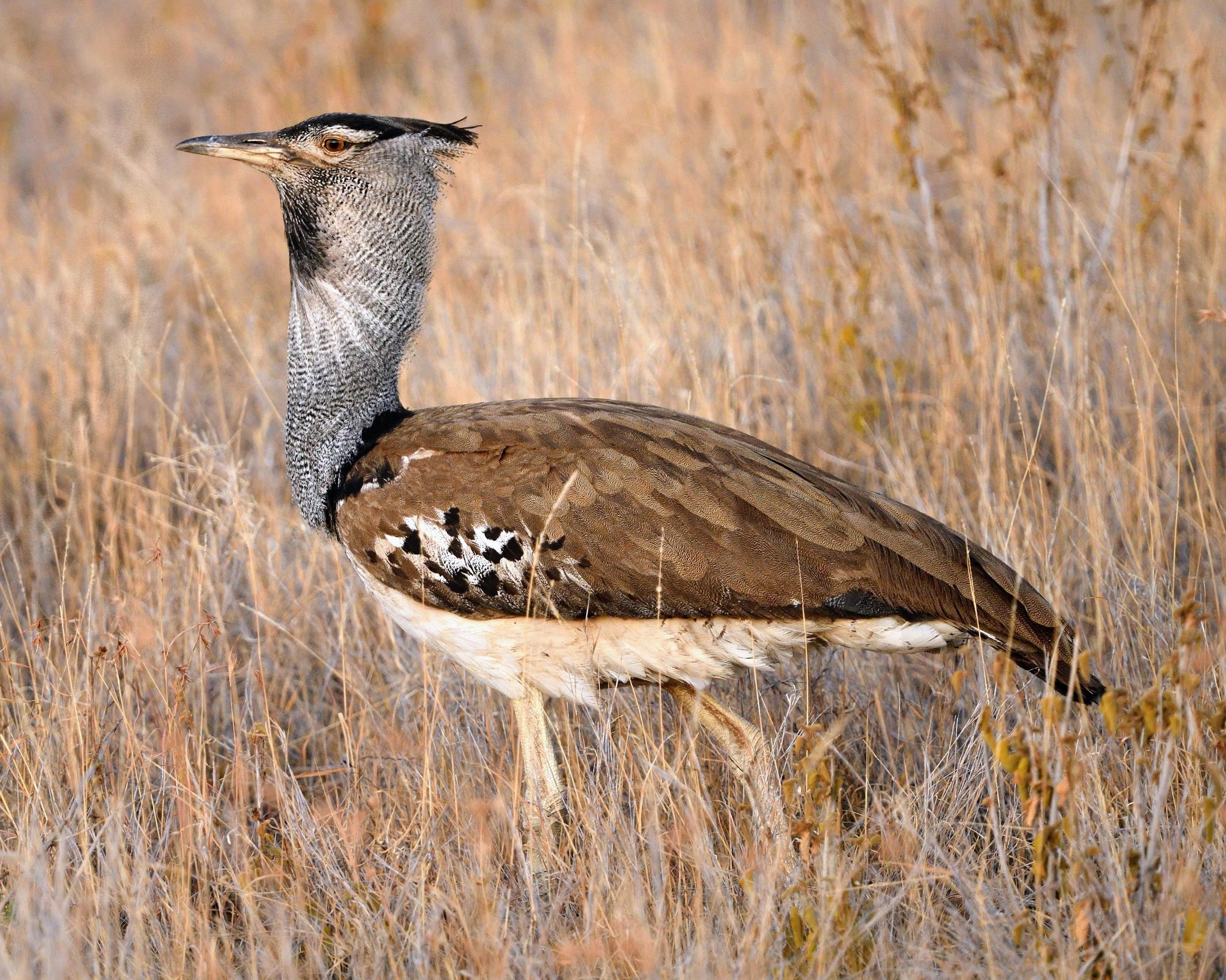 Image description: A side-profile view of a large, ground-dwelling bird standing in tall, dry yellow grass. The bird has a thick, pale grey neck with fine black vermiculations, a dark crest on its head, and a sharp, pointed beak. Its wings are a mottled brown, featuring a distinct patch of black and white checkered feathers near the shoulder. The bird's expression is alert, with a bright, amber-coloured eye.

Clue: This heavy-hitter is the largest flying bird native to Africa. Look for its signature black-and-white shoulder pads and its habit of walking steadily across the savanna rather than taking to the sky.

Fun fact: They share a close relationship with Bee-eater birds, which often hitch a ride on their backs to catch insects stirred up by the giant bird’s footsteps and possibly act as an 'early warning system' for approaching predators.

Source: Gemini 3 (Edited)

📷: Photo by xiSerge via Pixabay 
https://pixabay.com/users/xiserge-15871962/