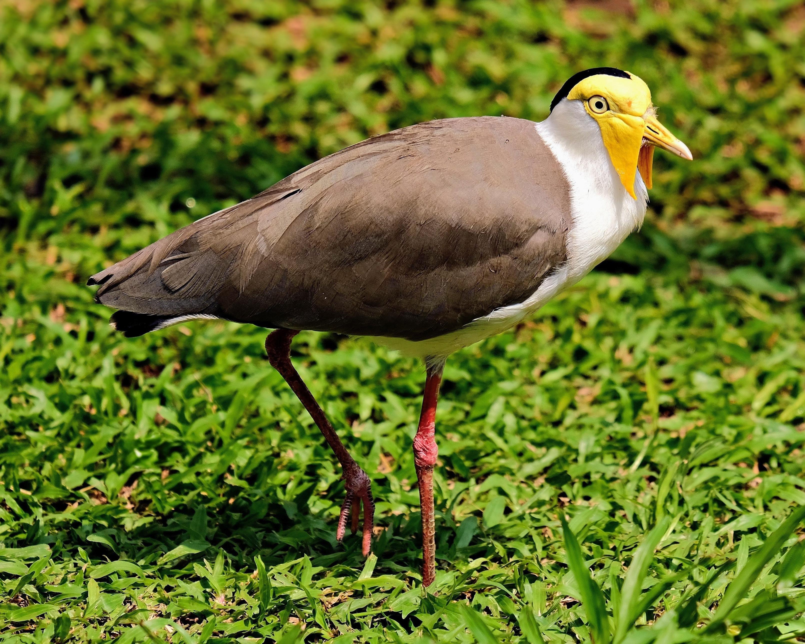 Image description: A side profile photo of a medium-sized shorebird standing on a lush green lawn. The bird has a brown back and wings, a white chest and neck, a black crown, and a bright yellow bill and wattle covering its face. It has long, reddish-brown legs and is looking slightly to the right with its beak open.

Clue: Look for the unmistakable bright yellow facial mask (wattle), a contrasting black crown, and long reddish legs.

Fun fact: To protect their nests, these clever birds will sometimes perform a "broken-wing" act, limping and calling loudly to lure potential predators away from their chicks!

Source: Gemini 3 (Edited)

📷: Photo by ignartonosbg via Pixabay 
https://pixabay.com/users/ignartonosbg-21428489/