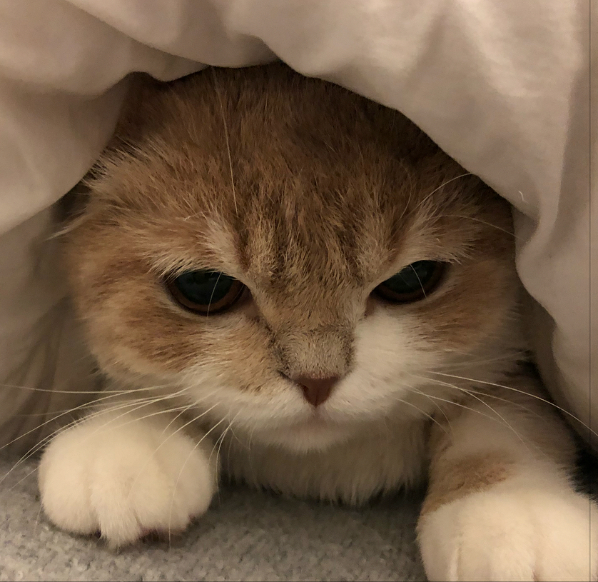 Today's Cat