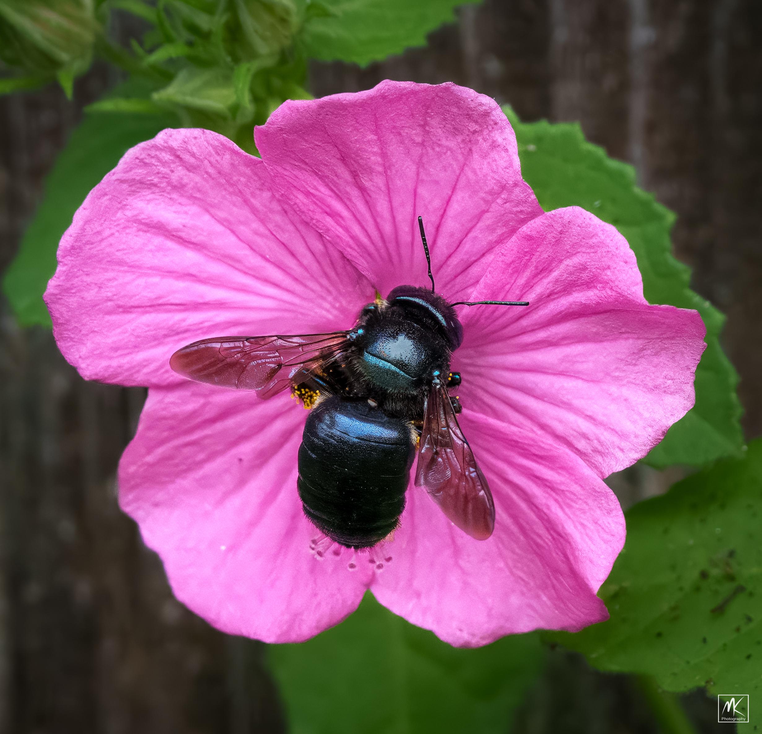 Color photo of a black carpenter bee on the center of a pink native Texas rock rose blossom.
