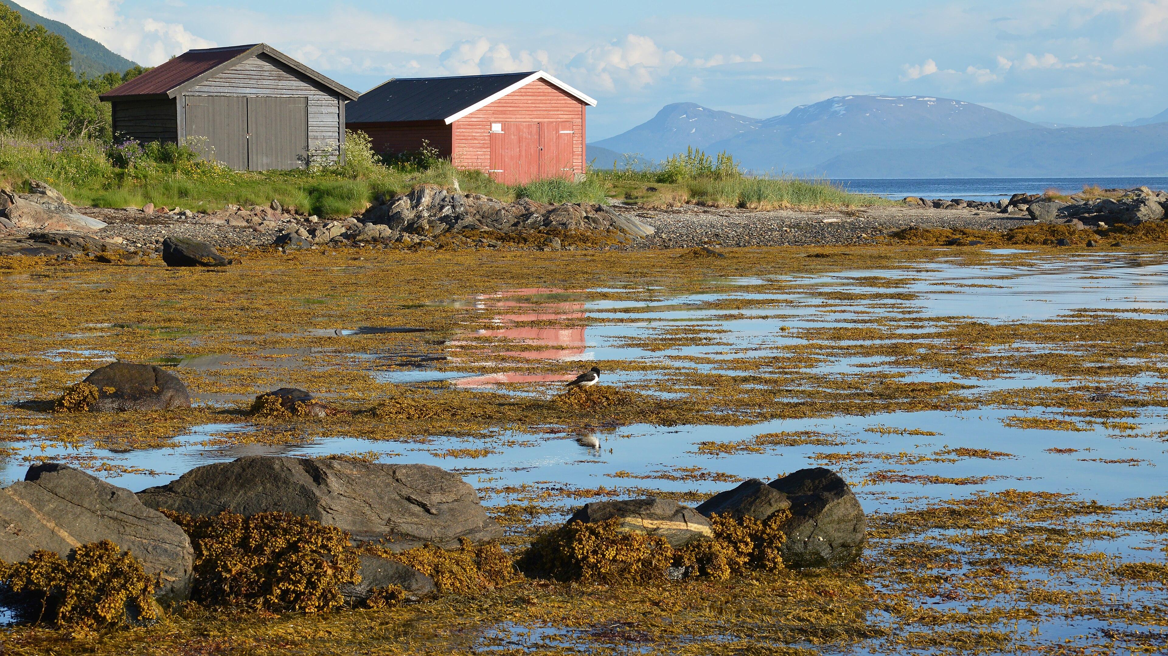 A photo of a small cove with one black and one red hut on the shore. The water is filled with seaweed. There are mountains in the distance.