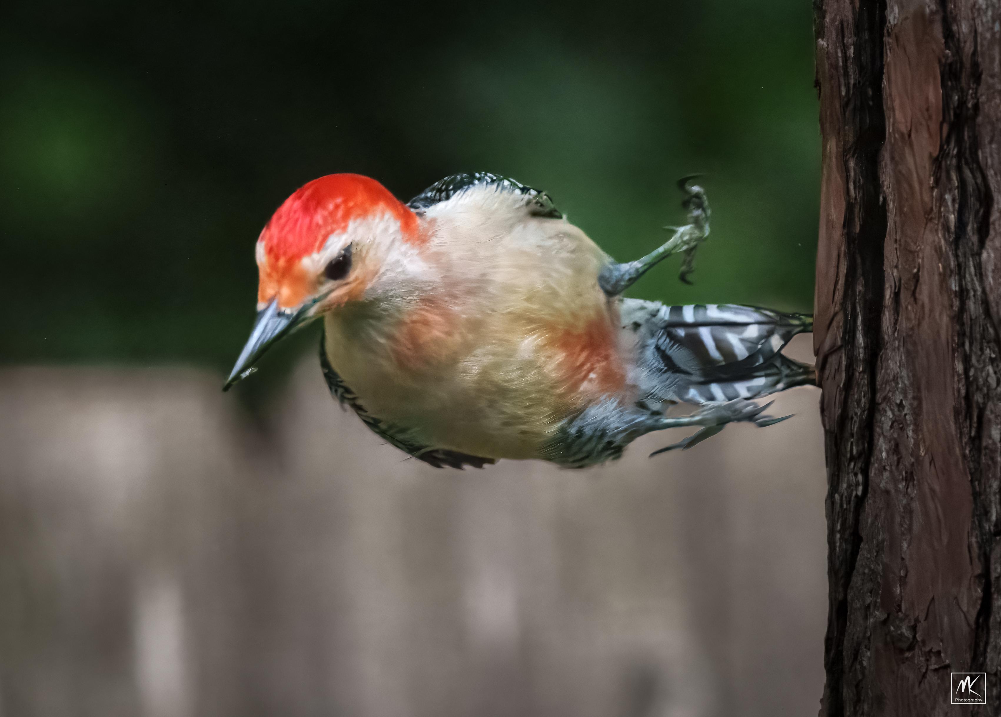Color photo of a male red-bellied woodpecker launching into the air sideways from the trunk of a pine tree.