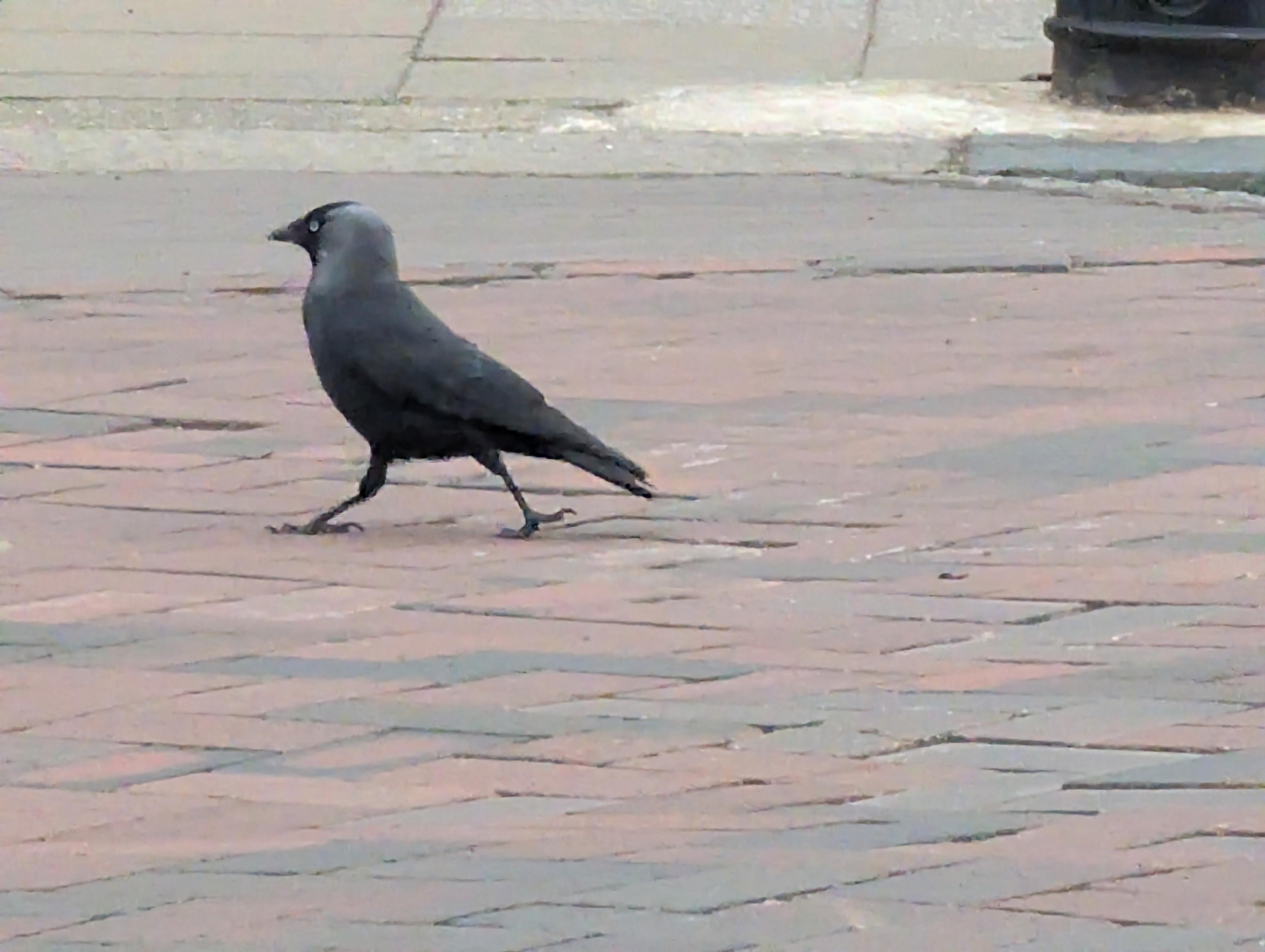 An Eurasian or Western Jackdaw (Coloeus monedula) walking in its most sensible way 🙂