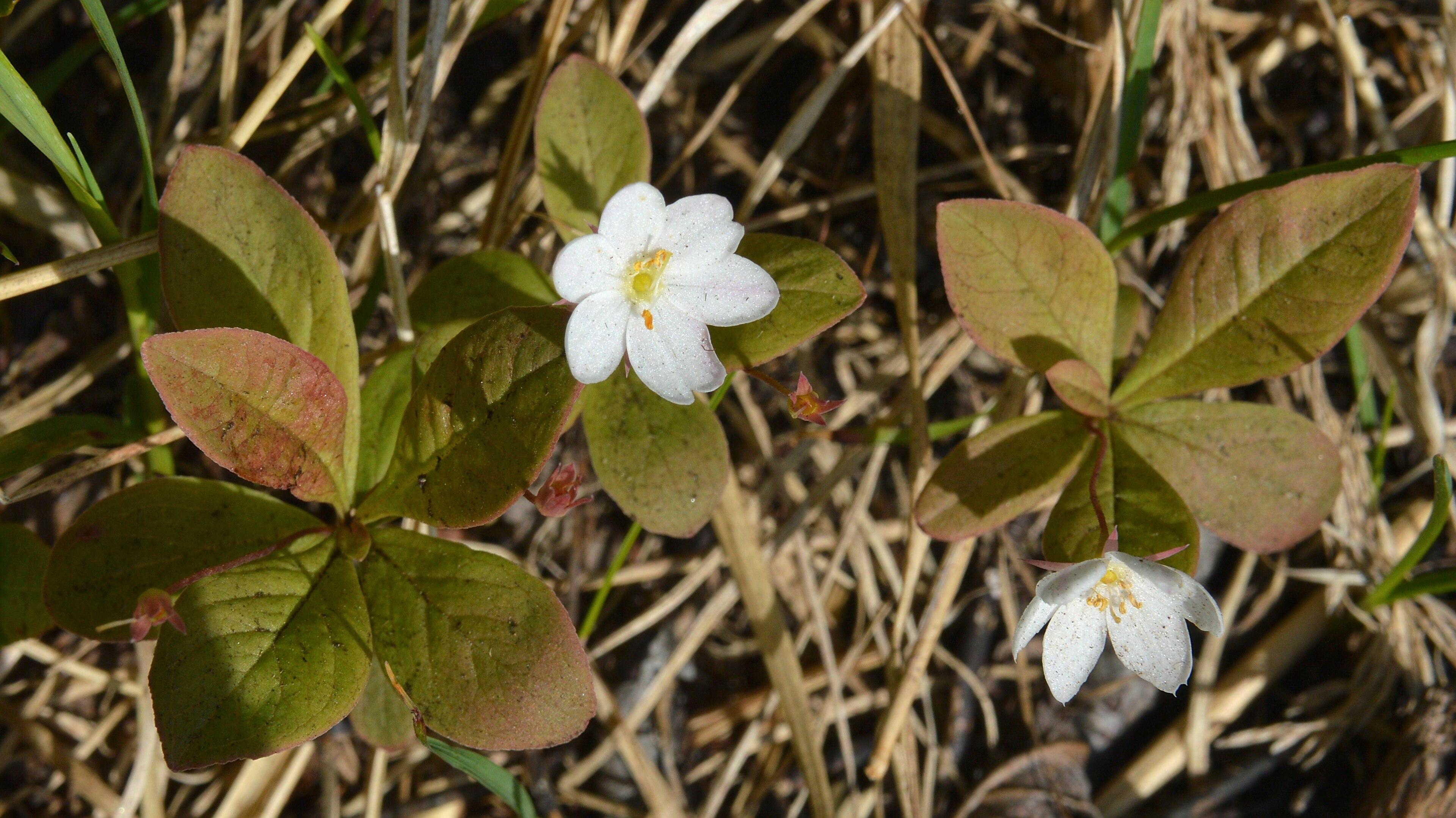 A photo of arctic starflowers with two white flowers..