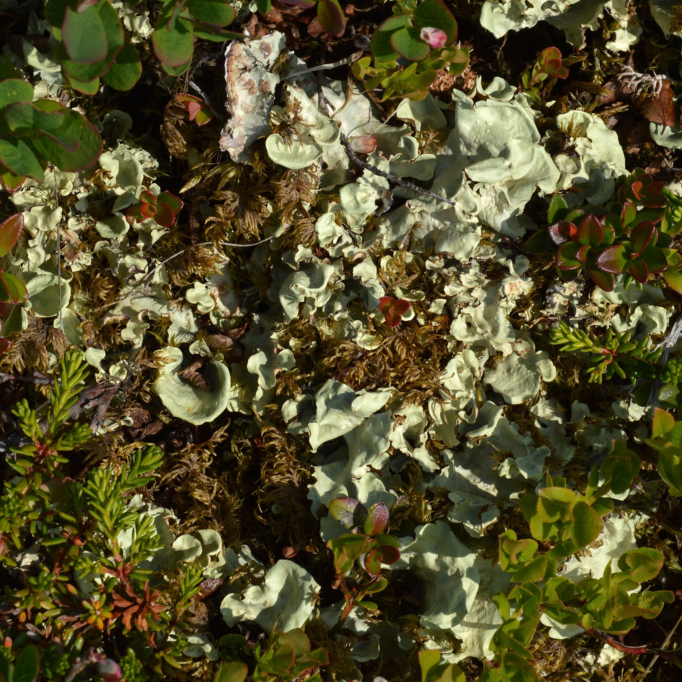 A photo of a patch of arctic kidney lichen with moss and other plants growing around it.
