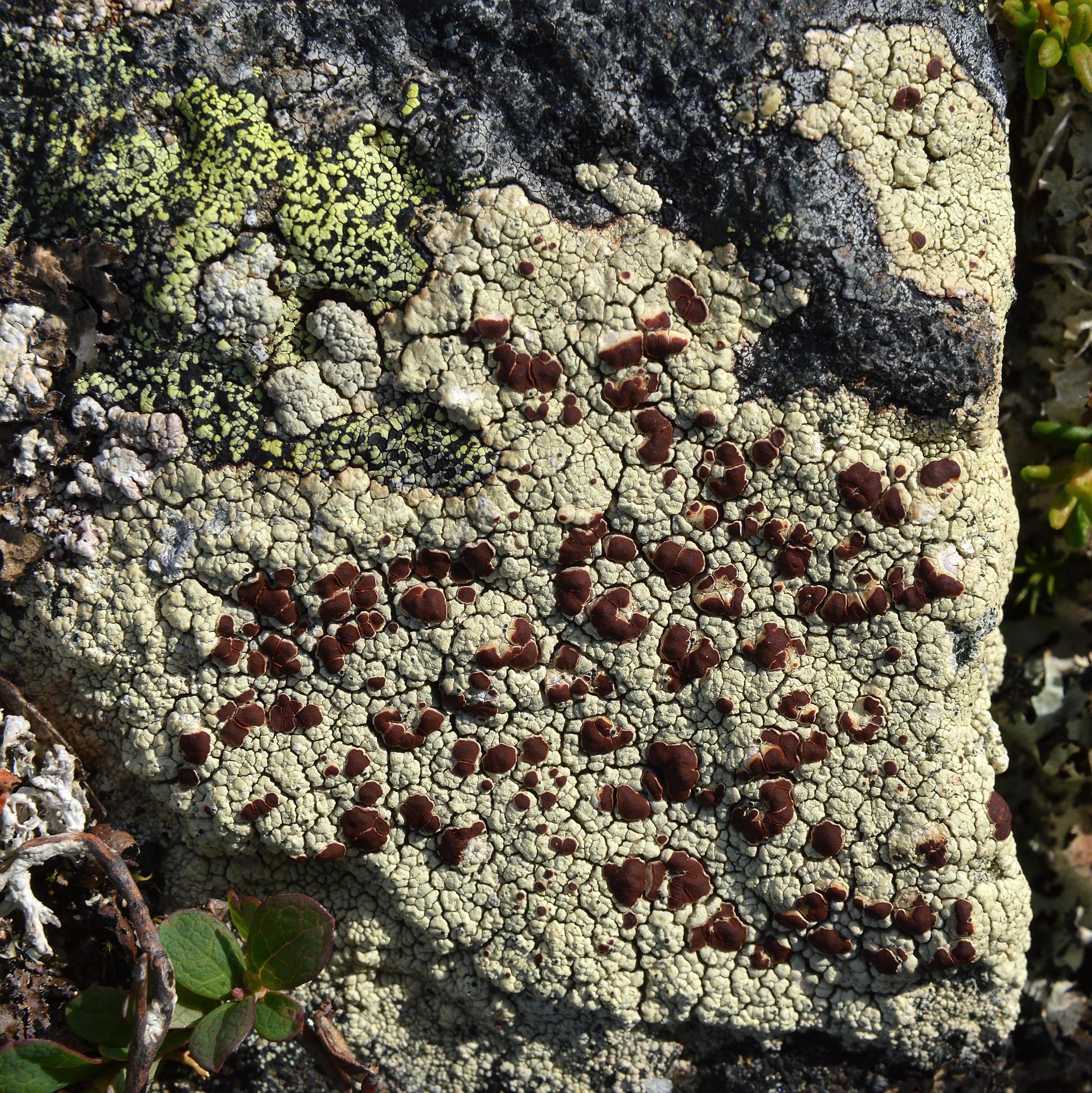 A photo of a patch of bloodspot lichen.