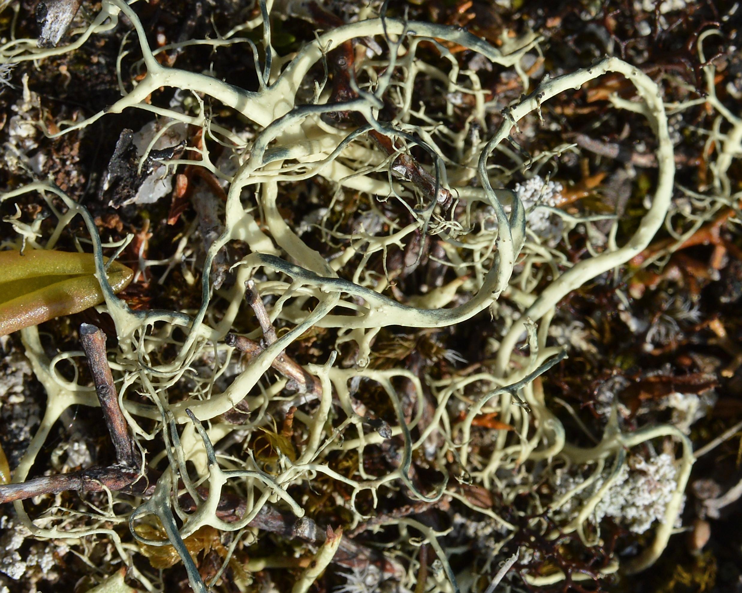 A photo of some witch's hair lichen.