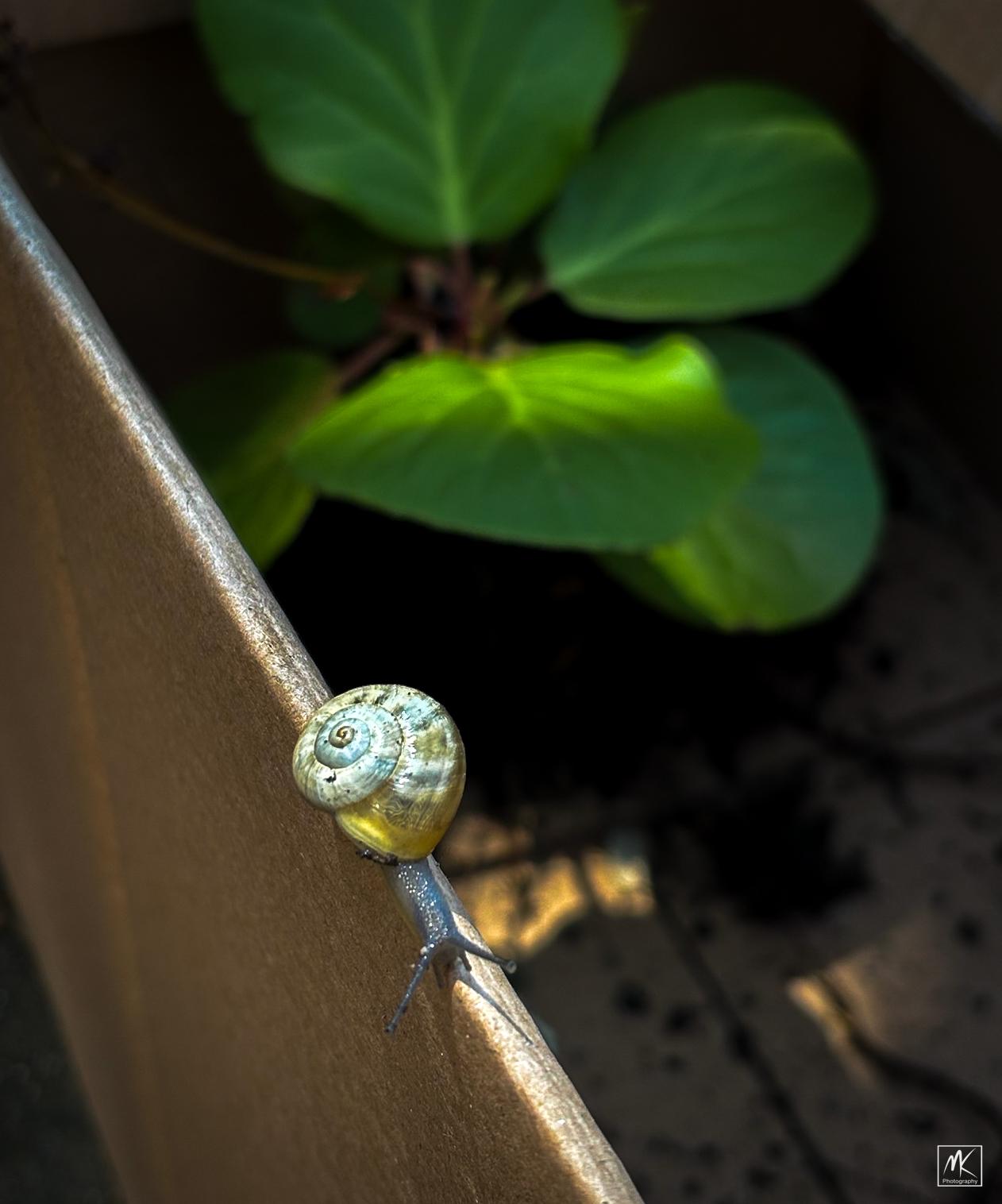 Color photo of a snail with an iridescent shell crawling along the rim of an open cardboard box with a plant inside.