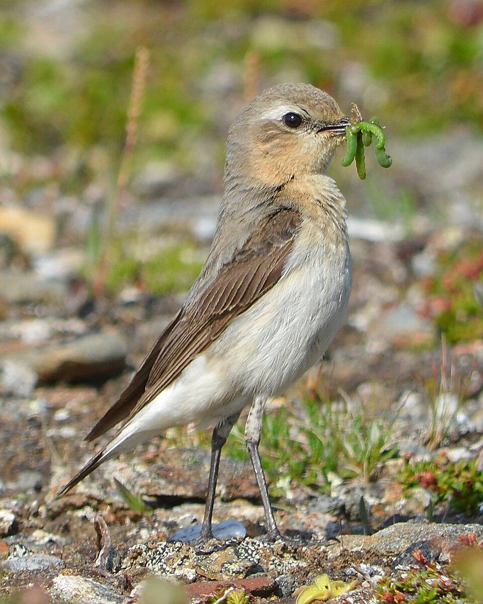 A photo of a northern wheatear with several larvae in their beak.