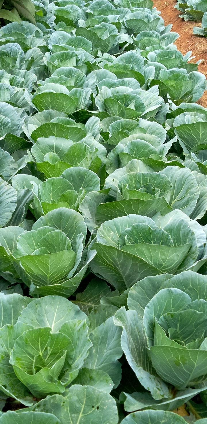 This is 6B cabbage 🥬