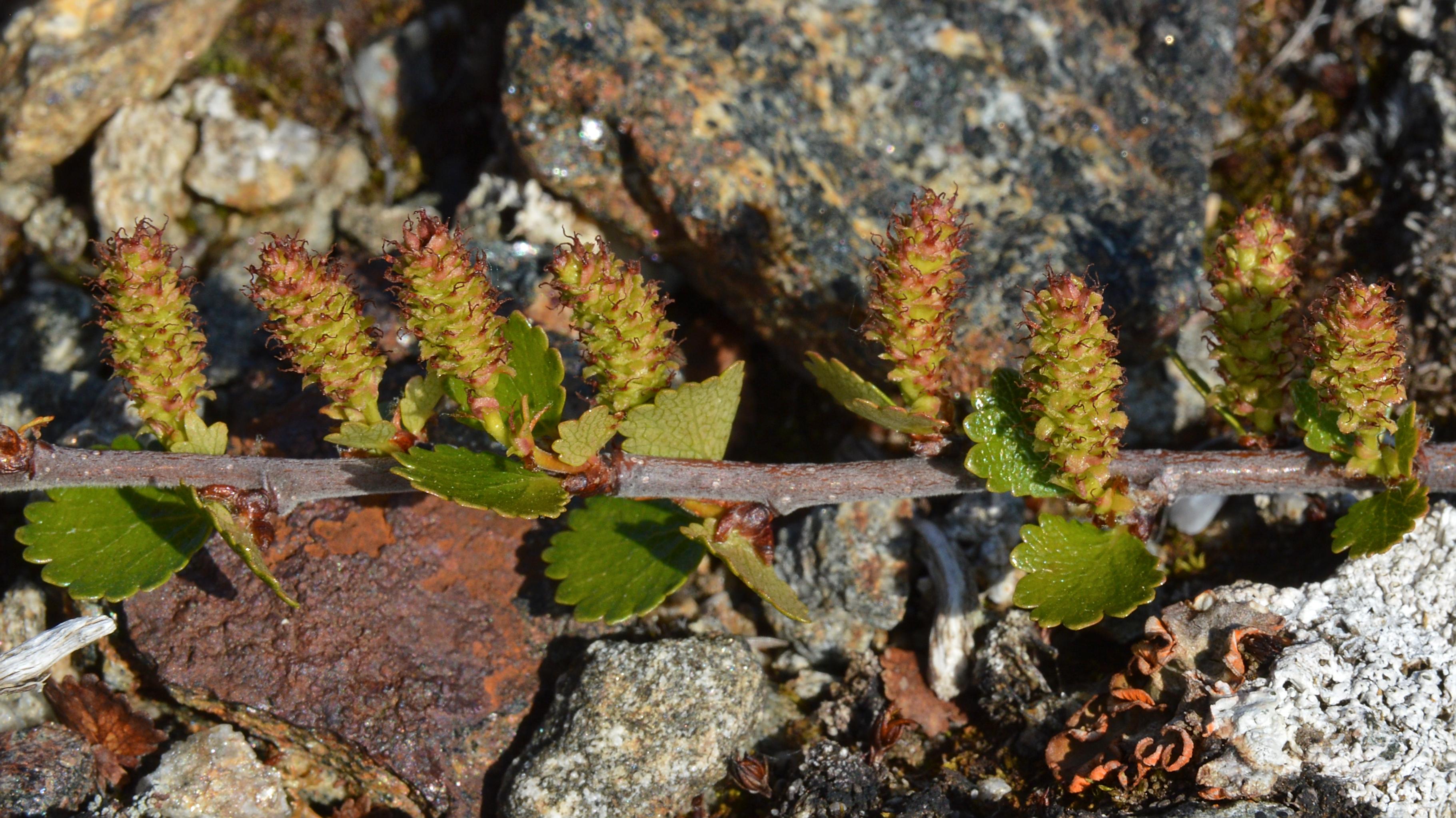 A photo of a dwarf birch branch running along rocky ground with small leaves and many catkins.