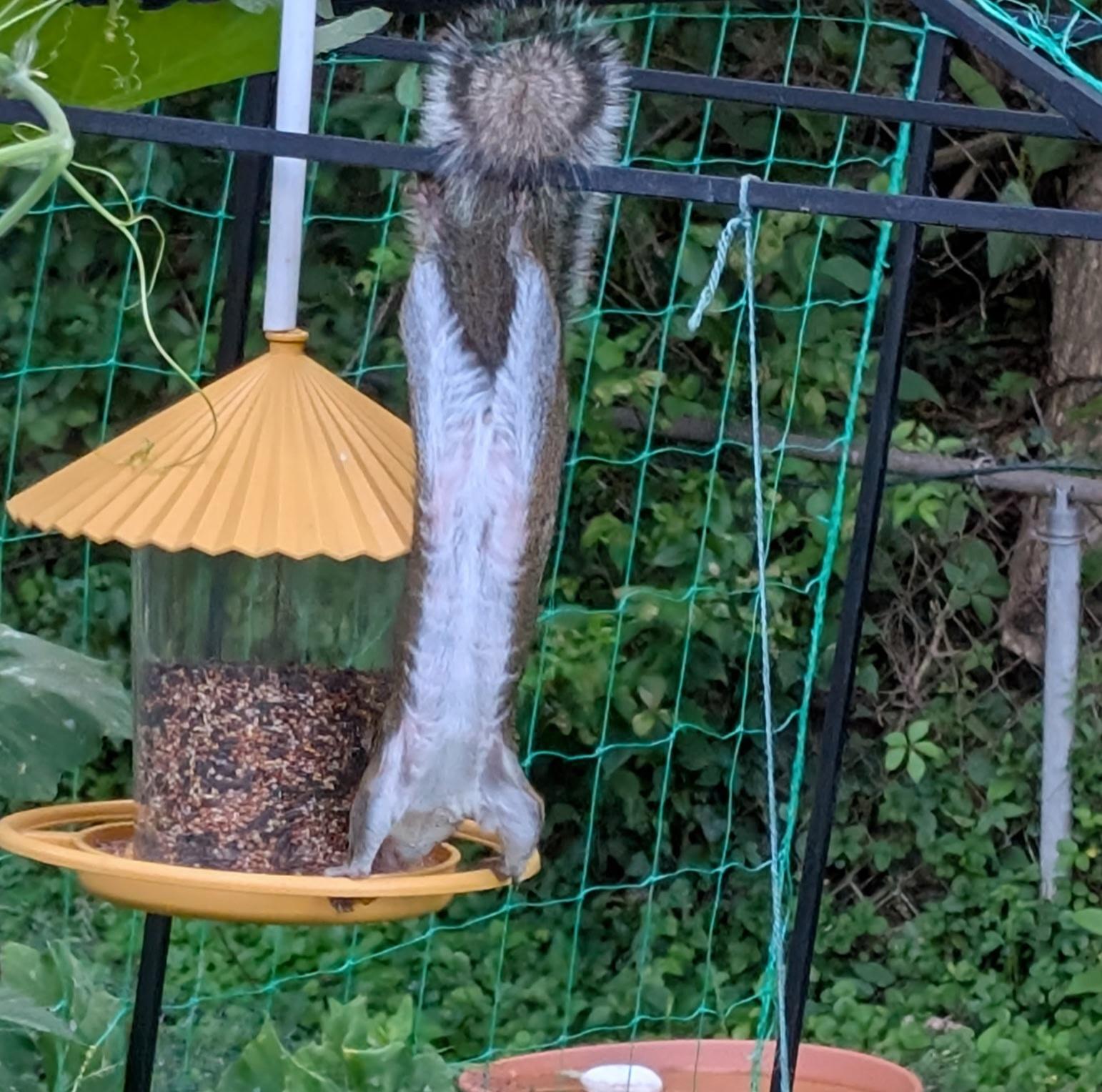 A squirrel hanging upside down from a trellis to reach a yellow bird feeder.