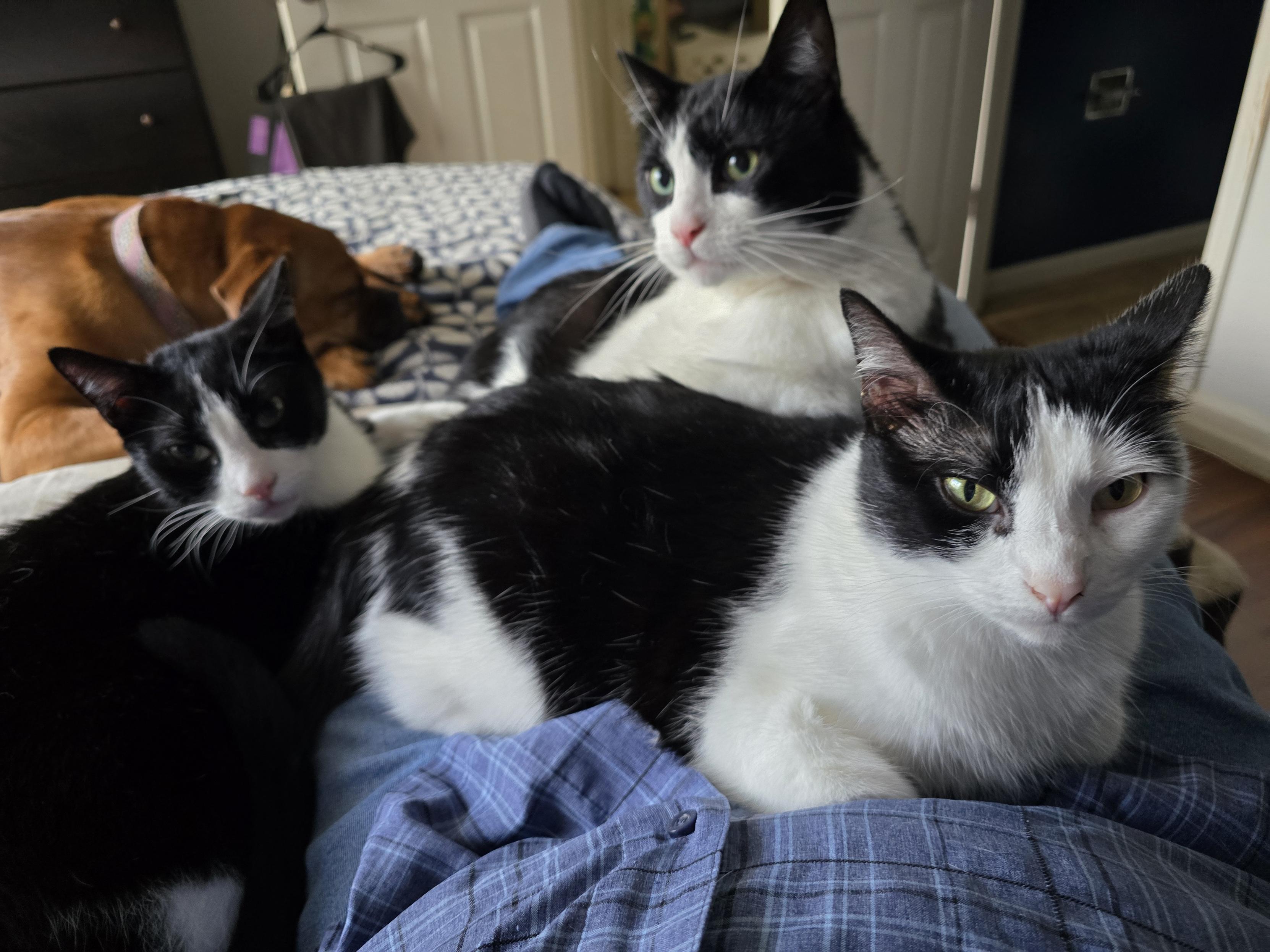 Three tuxedo cats laying on my lap with a bullypit mix in the background. Penguin, Oreo, Mr Minx and Pixie are their names.
