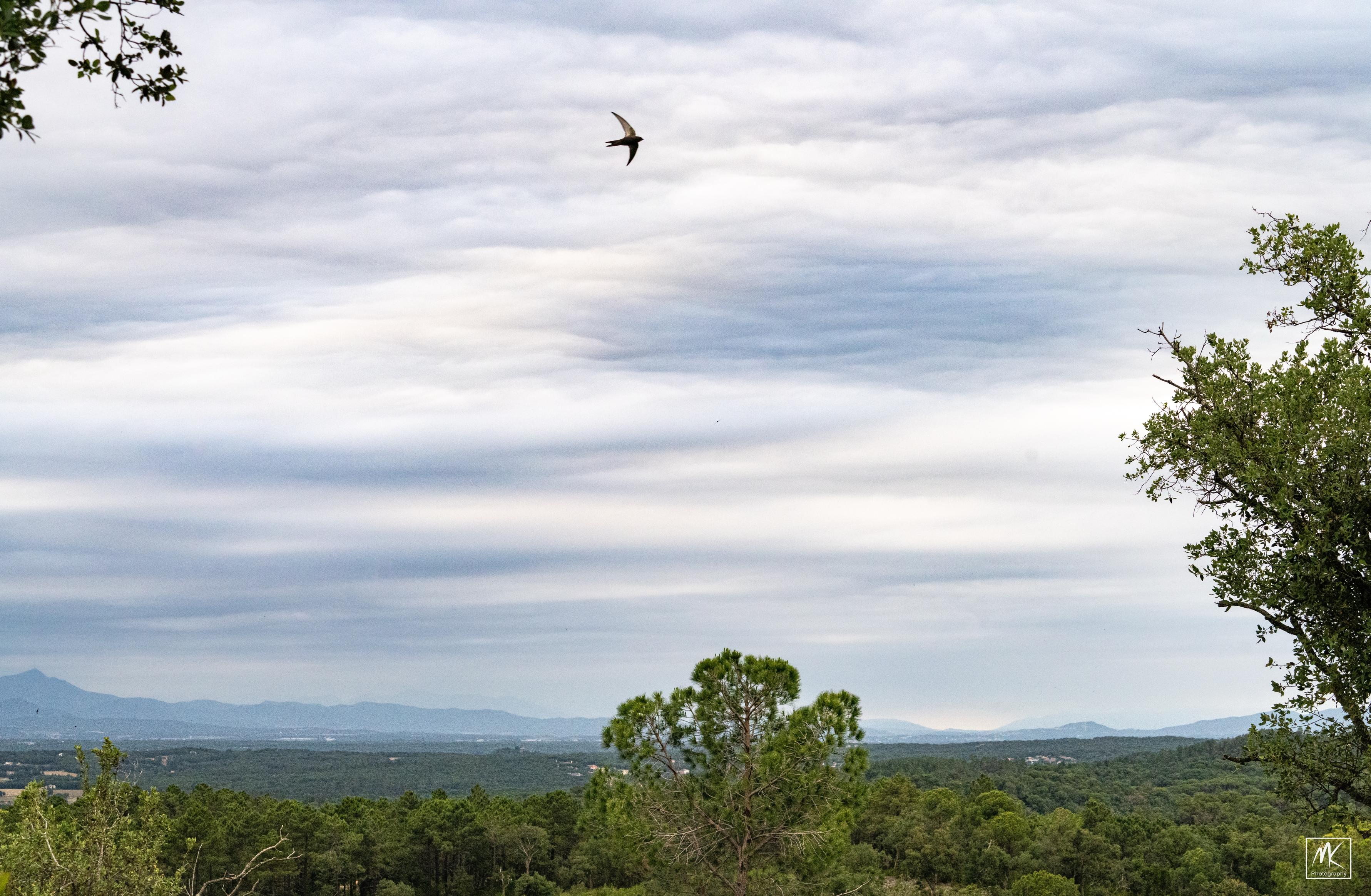 Color photo of a common swift, crescent-shaped wings spread, soaring high above a hilly, tree covered landscape under cloudy skies.