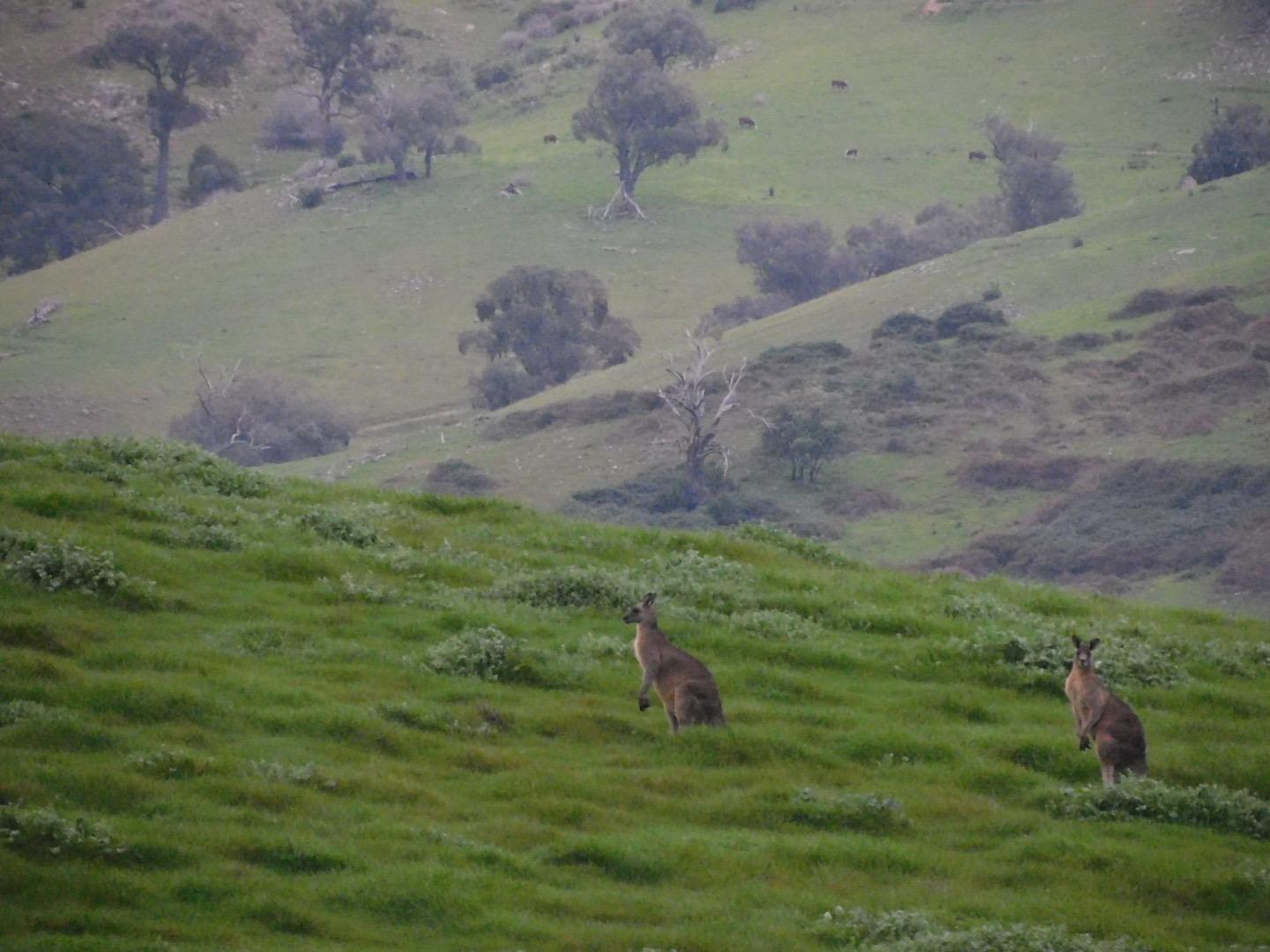 Two kangaroos on a lush green paddock with steep hillside behind.