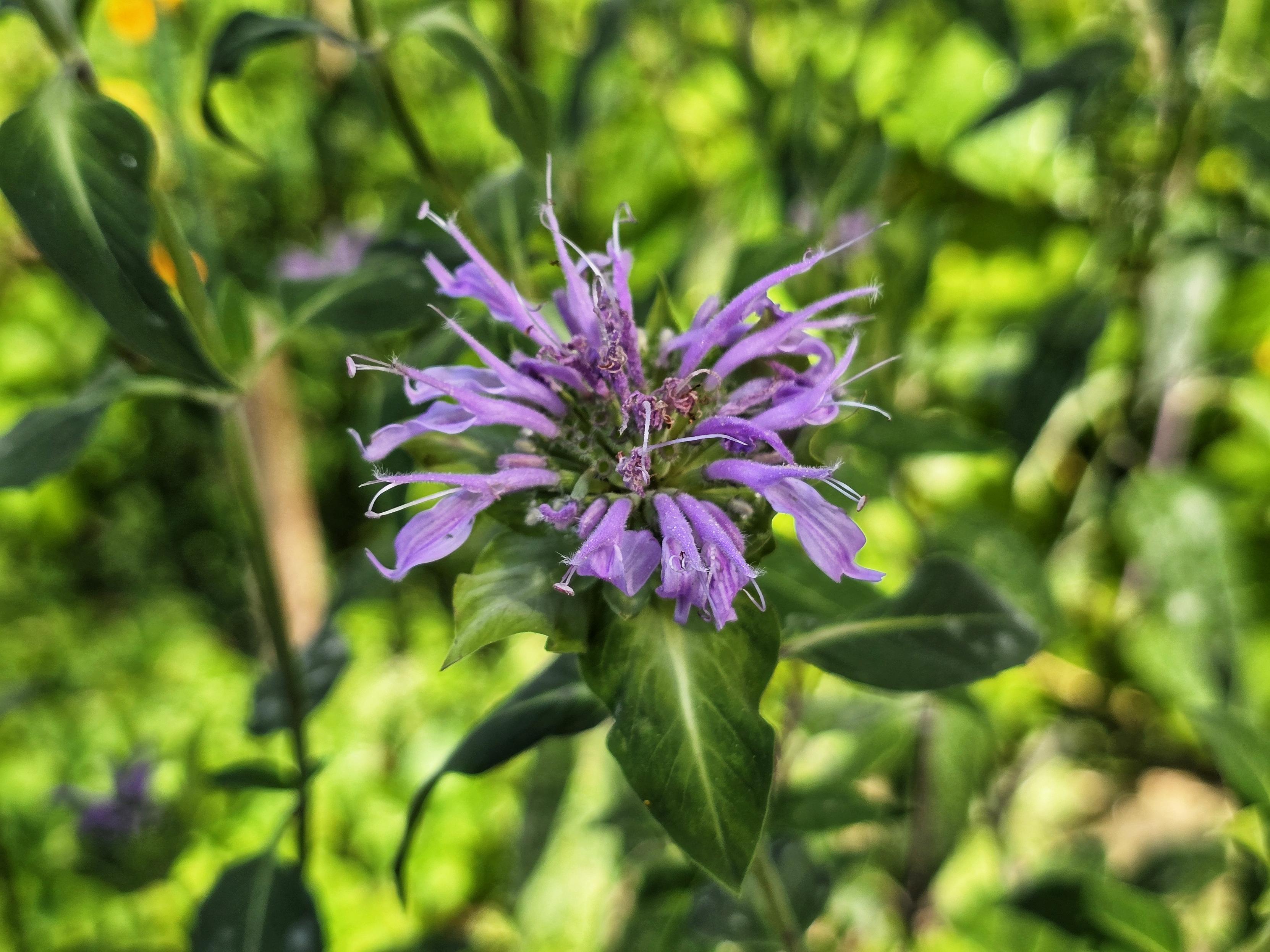 A delicate purple bee balm flower with wispy petals. The background is blurred green.