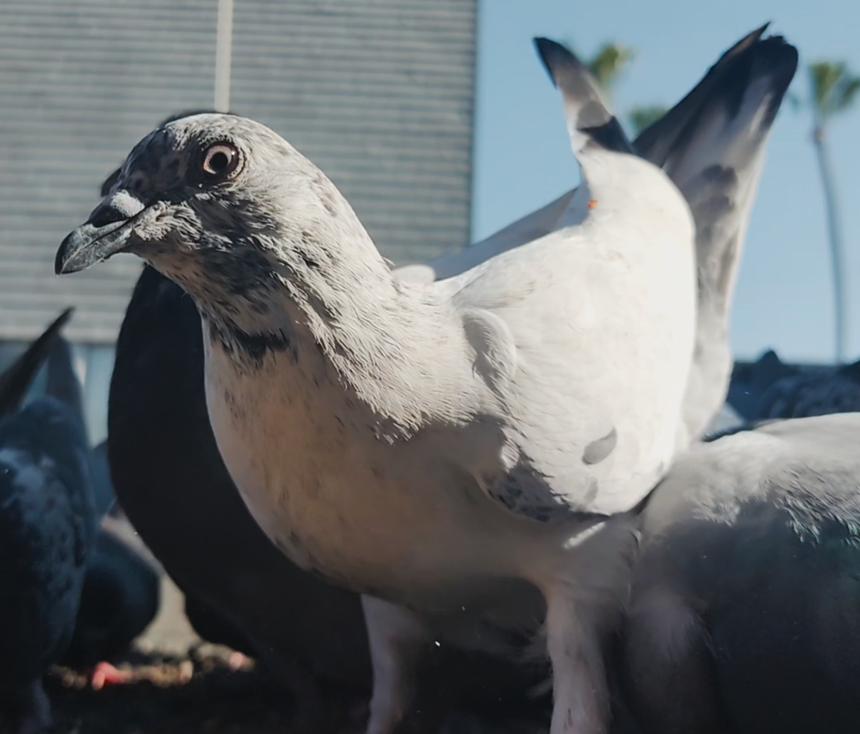 pigeon