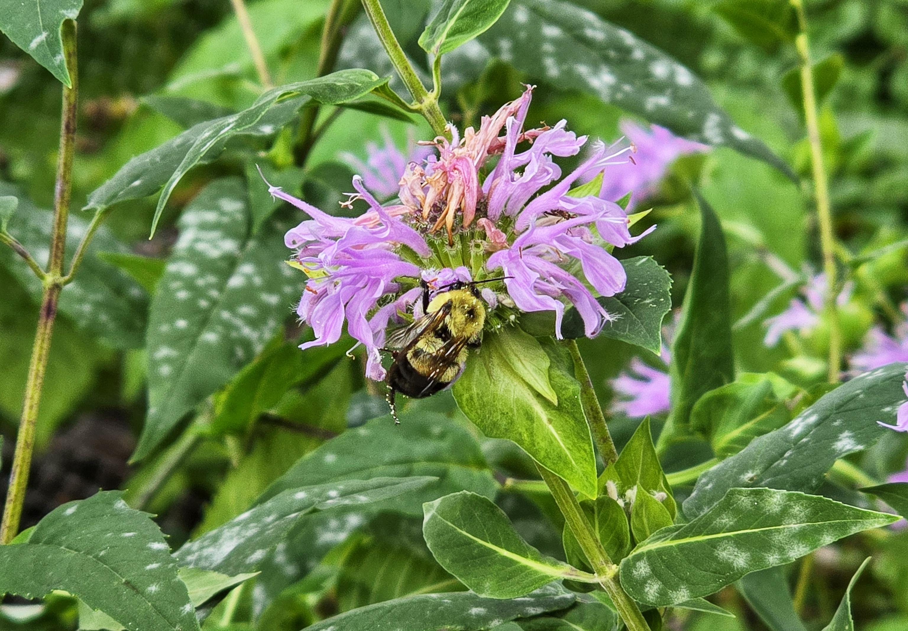 A bumblebee on a light purple bee balm flower. There is green leaves surrounding it.