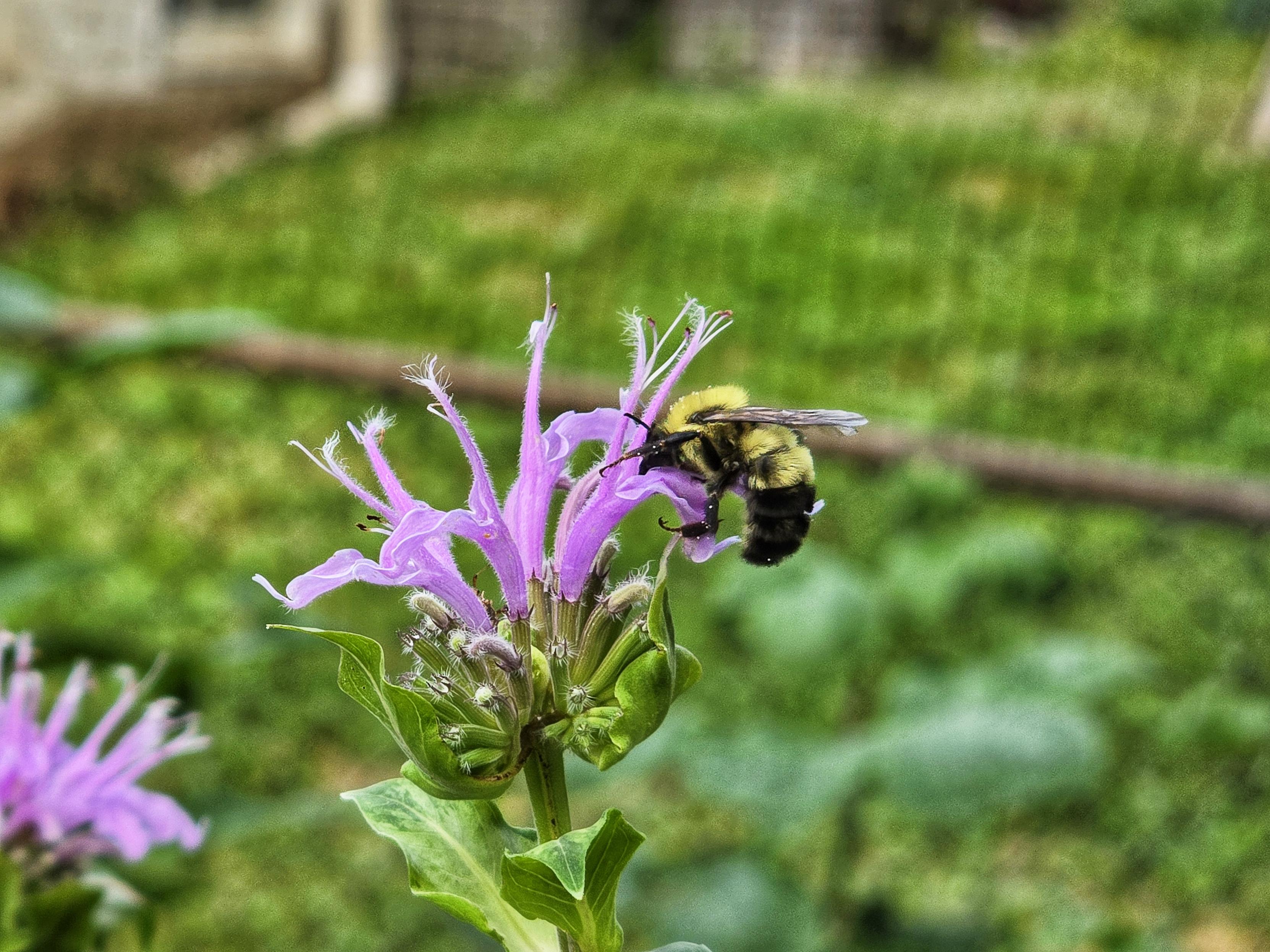 A bumblebee on a light purple bee balm flower. There is green leaves surrounding it. A blurry chain link fence is in the background.