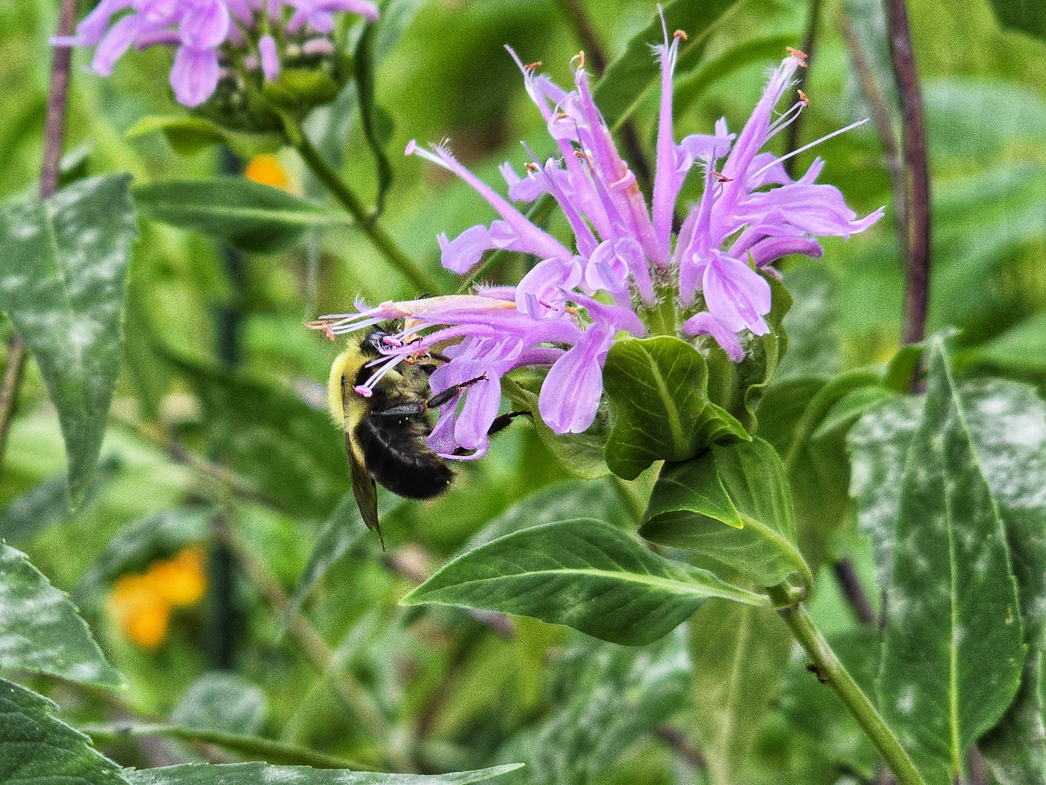 A bumblebee on a light purple bee balm flower. There is green leaves surrounding it.