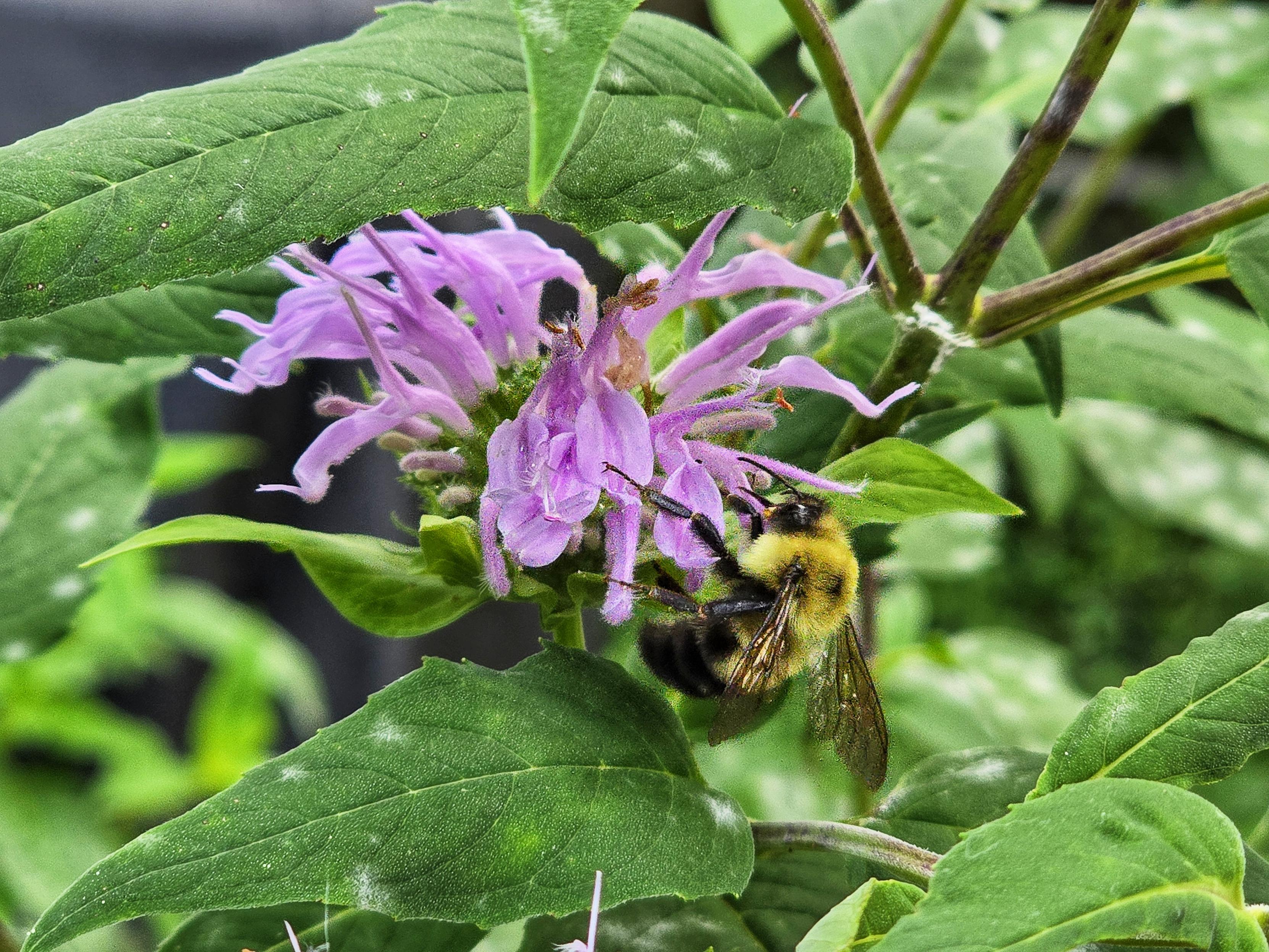 A bumblebee on a light purple bee balm flower. There is green leaves surrounding it.
