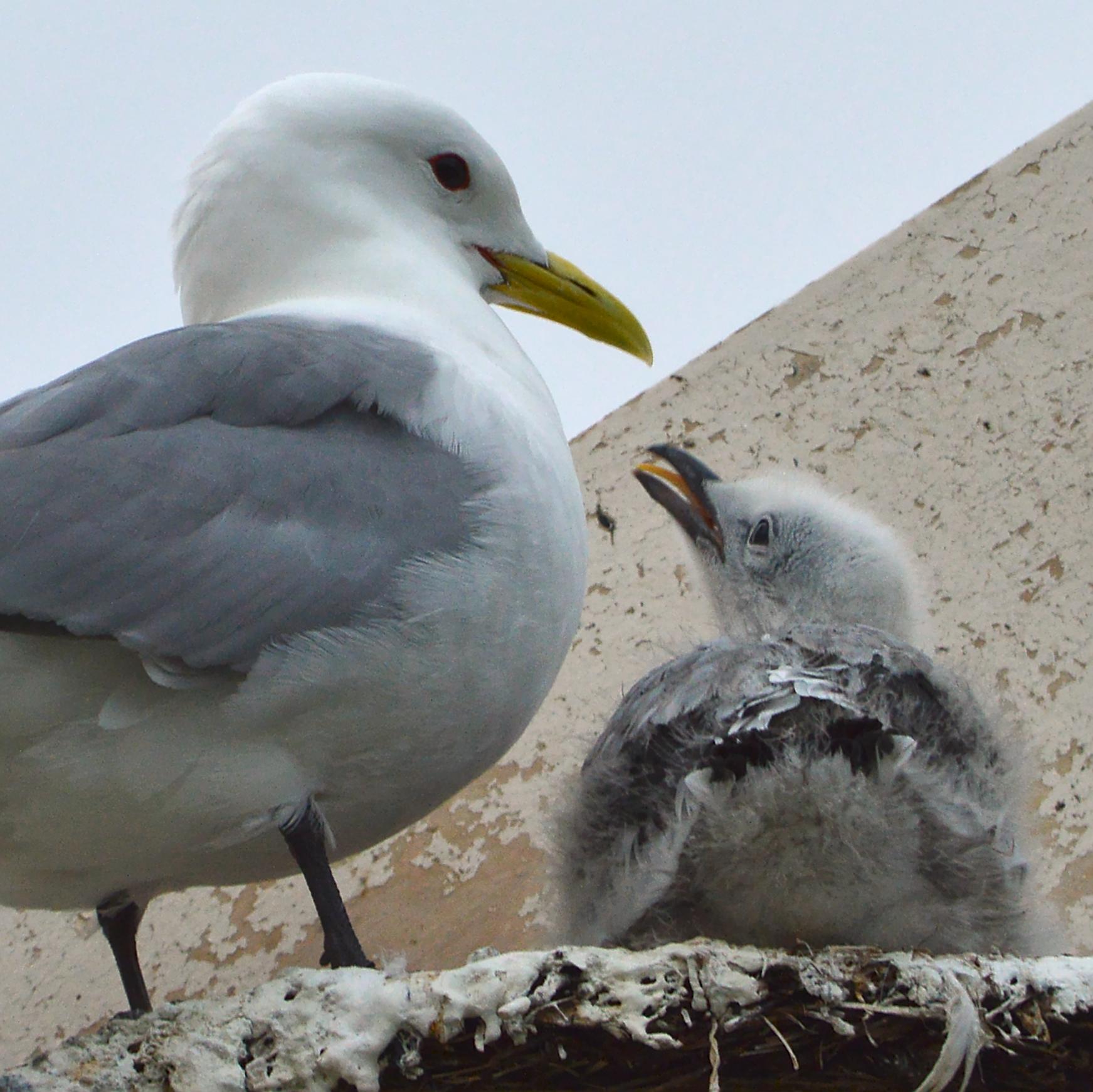 A photo of a baby kittiwake, with their mouth open and tongue sticking out, looking up at an adult kittiwake.