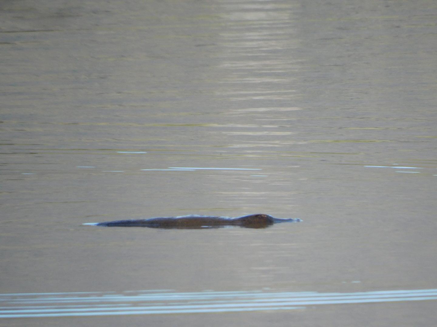 Platypus swimming left to right over still water