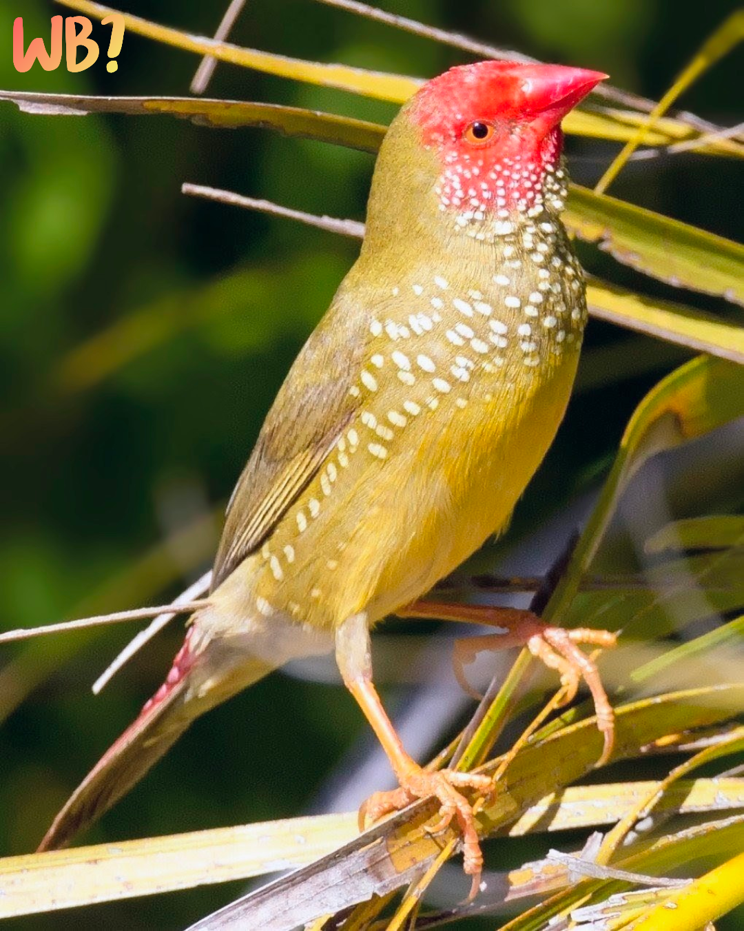 Image description: A small, olive-green bird (11 to 12 cm (about 4.3 to 4.7 inches) long) perched on strap-shaped leaves. It has a striking, bright red face and beak, a reddish tail, and its throat and chest are covered in a dense pattern of tiny white spots.

Clue: Named after the night sky but dressed like a little strawberry, this vibrant Australian grassland traveler rocks a bright red mask and a chest full of tiny white 'constellations.' Who am I?

Fun fact: Unlike many birds that court their mates with loud, theatrical songs, the male performs a quiet, ultra-private dance. He will hold a long piece of green grass or a feather in his beak, stand completely upright, and bounce up and down while singing a song so soft you can usually only hear it if you are standing right next to him!

Conservation status: Least Concern (IUCN 3.1)

Text source: Gemini Flash (Edited)

📷: Photo by Jim Bendon via Wikimedia 
https://www.flickr.com/people/77524419@N03