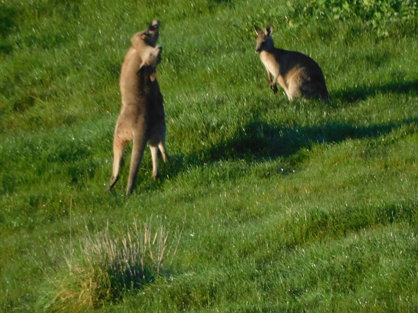 Sequence of three shots of two kangaroos playfighting in s green paddock