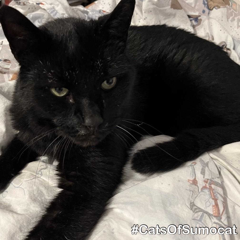 A close-up of a black cat lounging on a set of The Mandalorian bed sheets, looking directly at the camera with a serious expression.