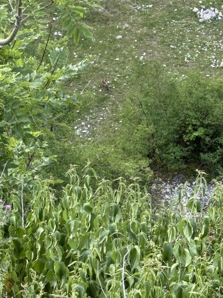 If you zoom in, you may find the fox (roughly in the middle)
