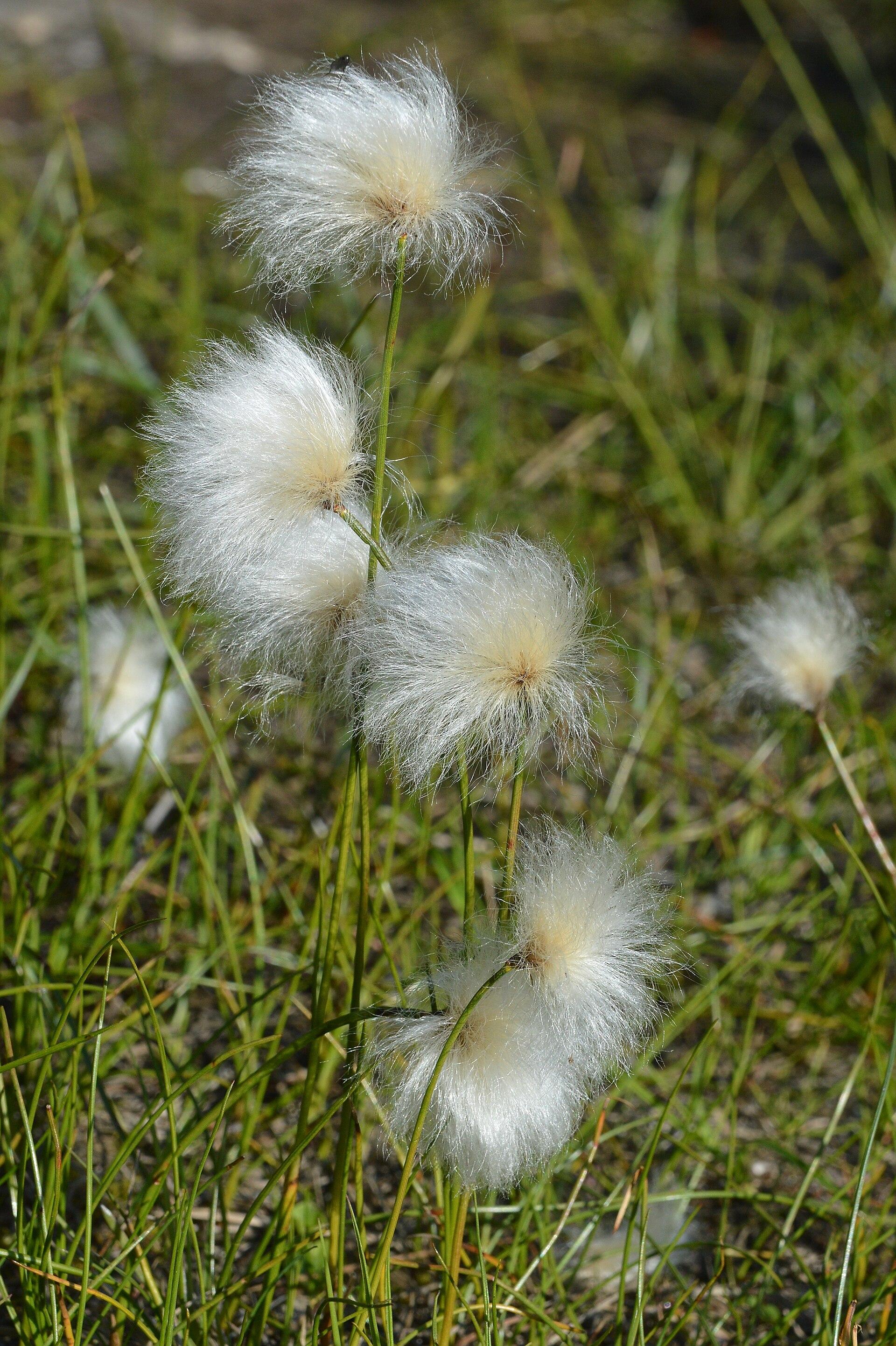 A photo of a patch of cottongrass.