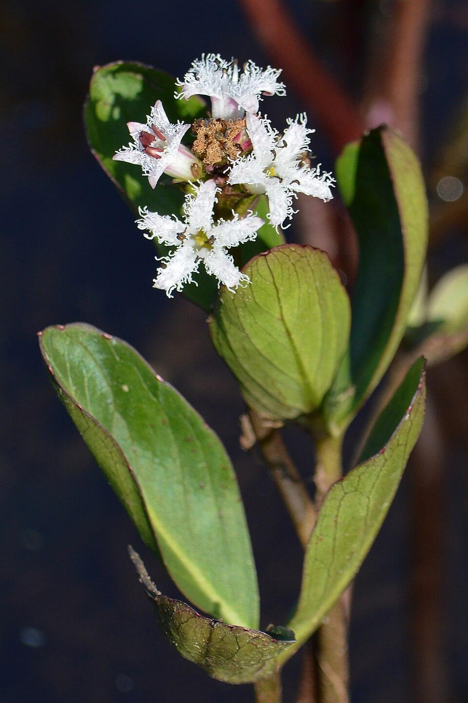 A photo of a bogbean with four white flowers.