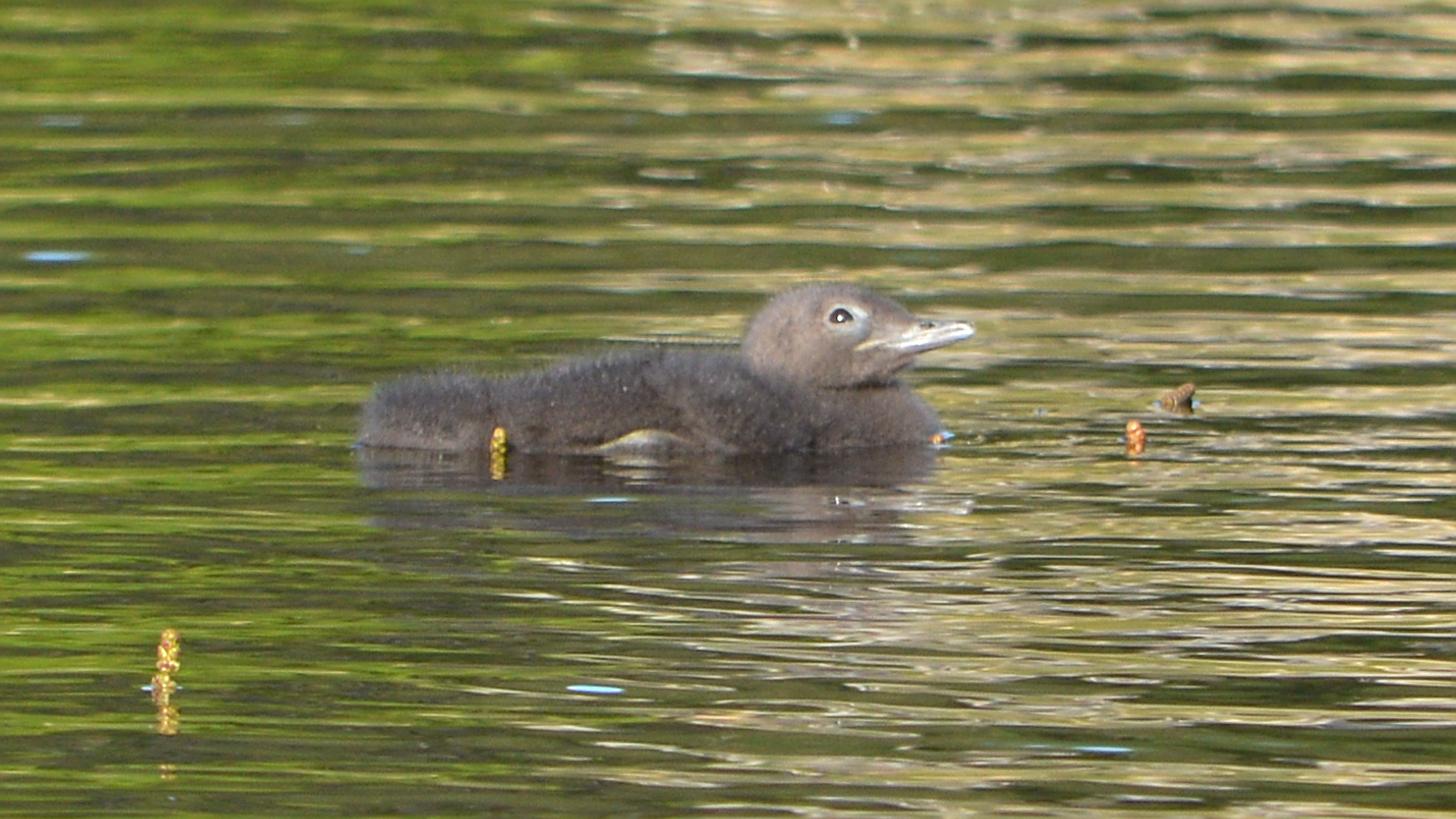 A photo of a baby red-throated diver floating on the surface of a lake.