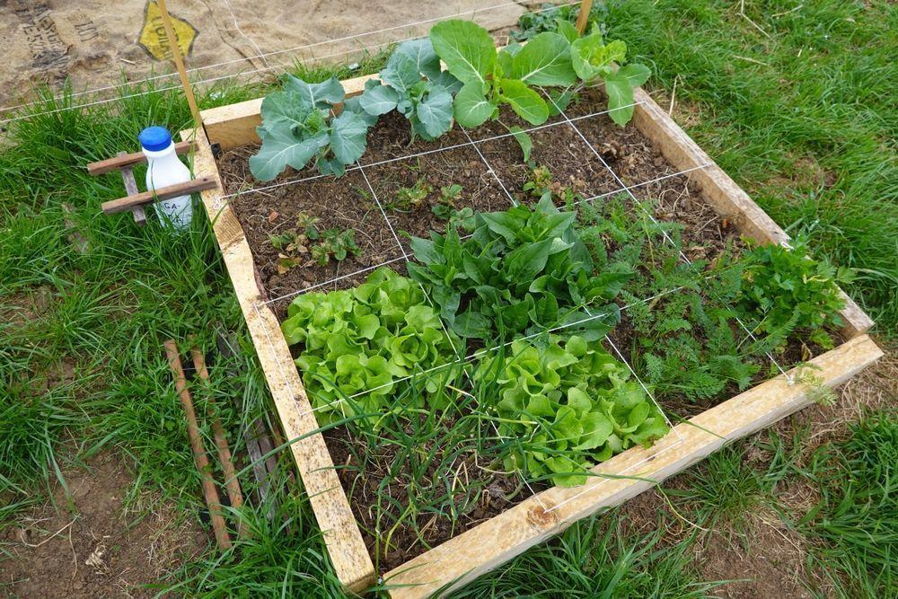 raised border marked out with square foot string full of plants 4x4