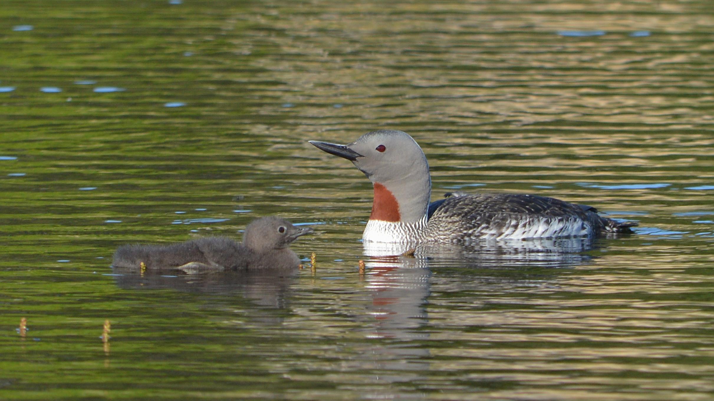 A photo of an adult and baby red-throated diver floating on the surface of a lake.