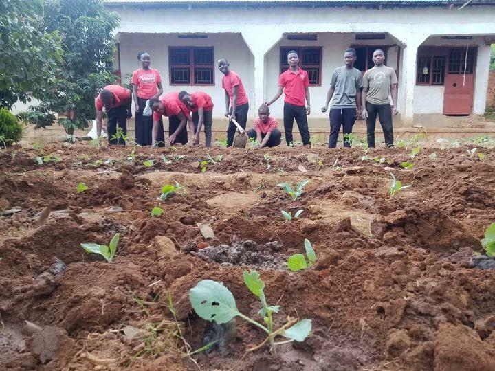 Grow cabbage at least at time