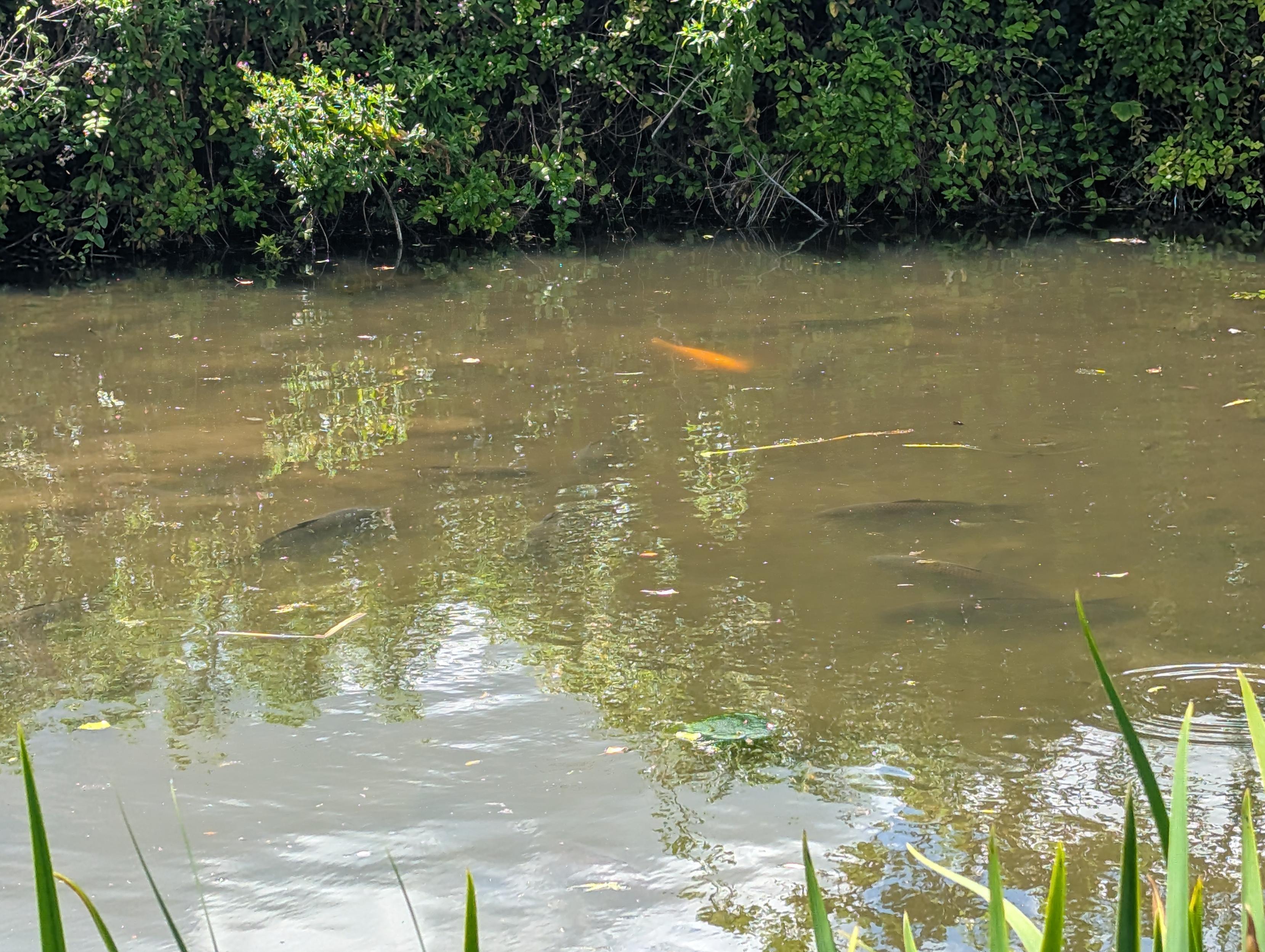 A photo showing a shoal of large brown carp (The common kind (Cyprinus carpio)) along with one koi that someone must have released here when it outgrew their pond 🙂 The water is muddy-looking due to their bottom feeding (It's only a foot or so deep here) 😔