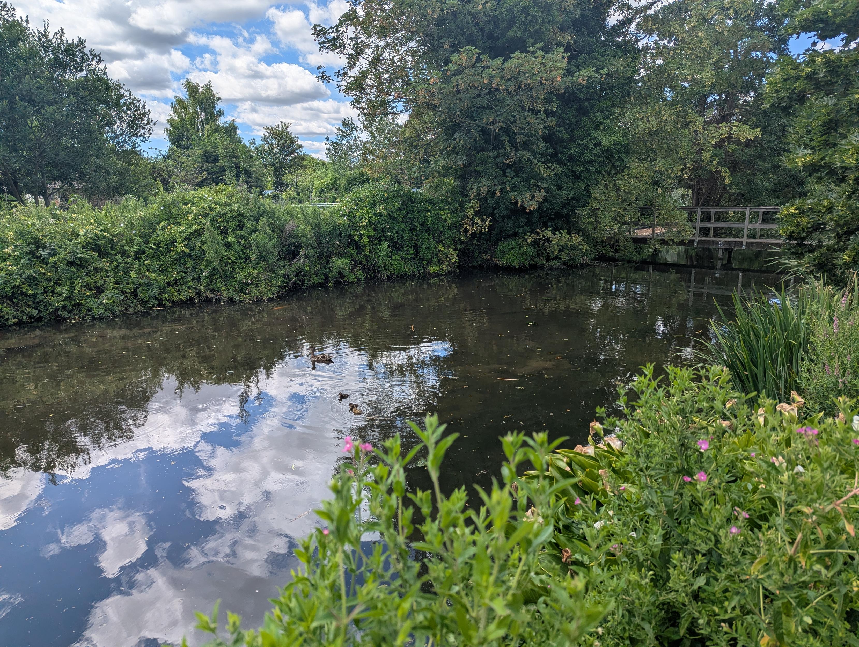 The fish were congregated towards the far left in this context photo showing part of the "big pond" in the allotment grounds. You can make out the footbridge where I usually take my evening photos on the far right 👍