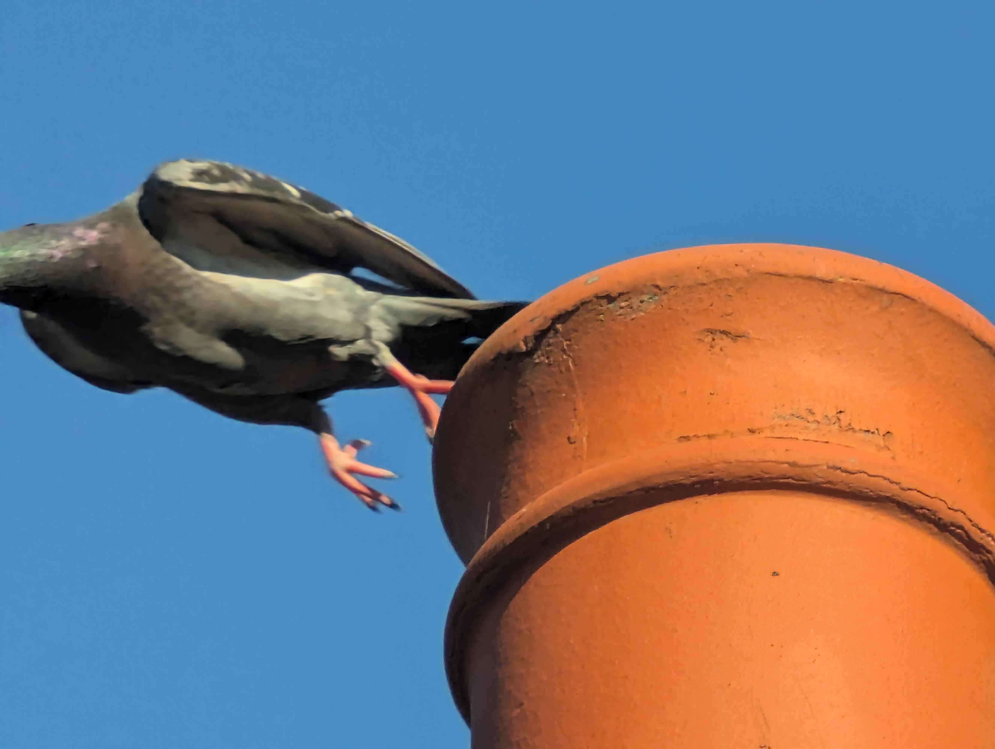 A photo of a pigeon taking flight from a terracotta chimney pot. Its head is out of frame and the sky behind is clear blue.