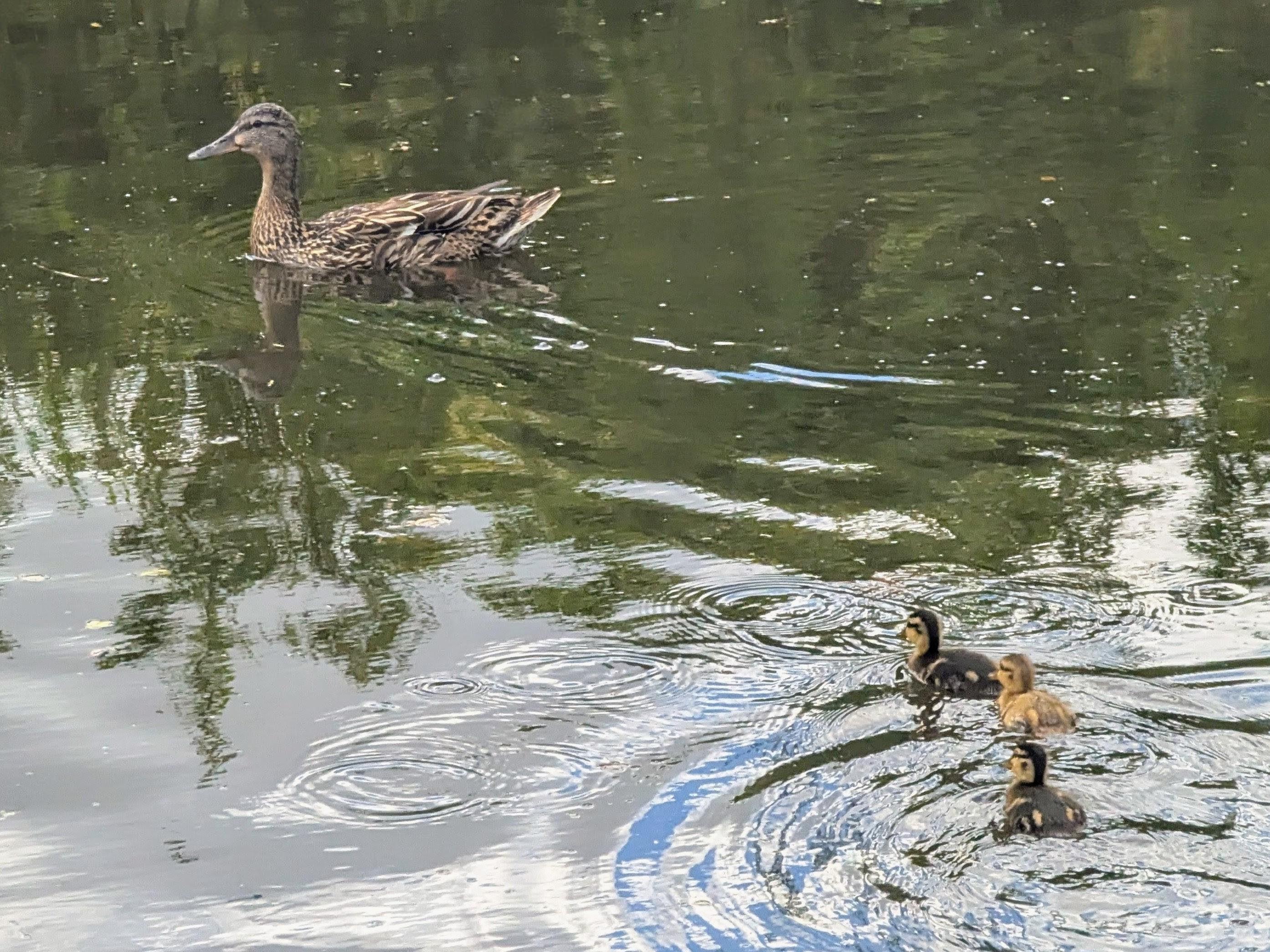A hen mallard (top left) is gently swimming away from her three chicks (bottom right) which are paddling fast to catch her up 😍