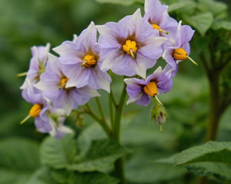 purple and yellow flowers of the potato