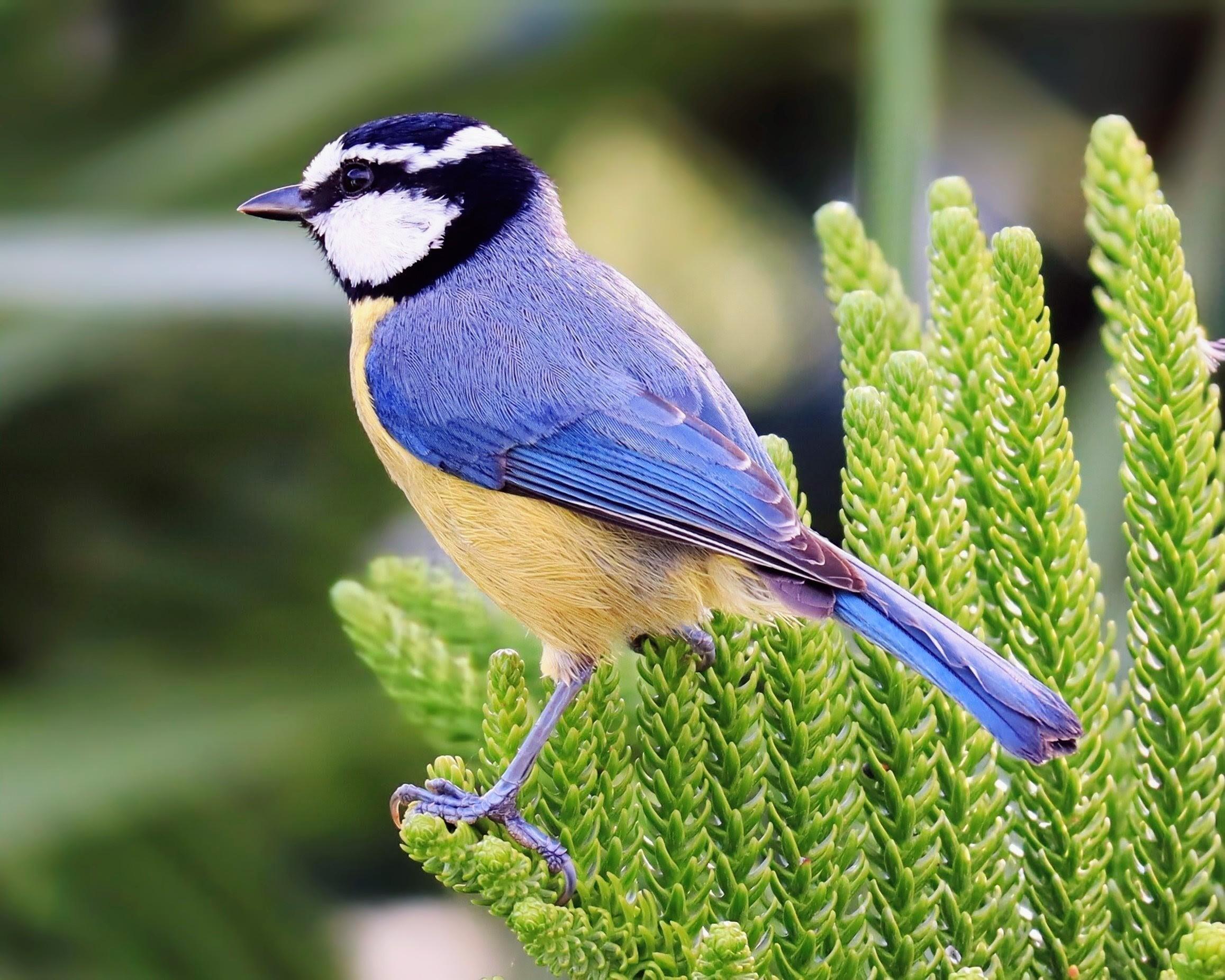 Photo description: A small, colourful bird perched sideways on a vibrant green, textured conifer branch. The bird has a deep blue back and tail, a bright yellow belly, a white cheek patch, and a distinct black cap with a sharp white stripe running above its eye.

Clue: This vibrant little acrobat looks a lot like the familiar Eurasian kind but sports a much darker, deep blue cap. Found in North Africa and the Canary Islands, it is a true island specialist!

Fun fact: Because it lives across isolated islands it has evolved into several distinct subspecies. Some island populations sound so different from one another that their songs are practically different dialects!

Conservation status: Least Concern (IUCN 3.1)

Text source: Gemini (Edited)

📷: Photo by ChristianBodhi via Pixabay 
https://pixabay.com/users/christianbodhi-9869182/